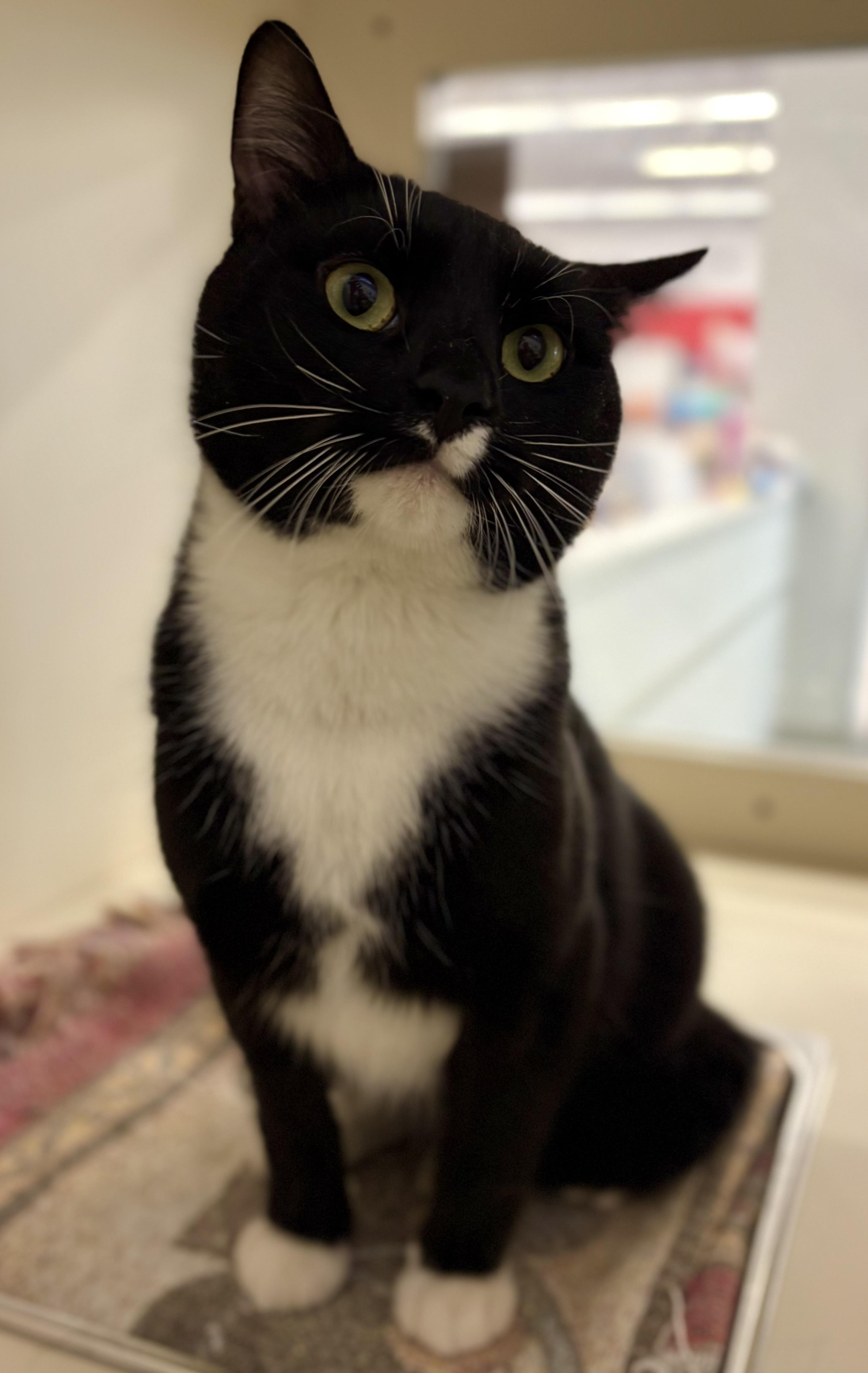 Enlarge FRISBEE, a ADOPTABLE Domestic Short Hair in Schnecksville, PA image 1/1