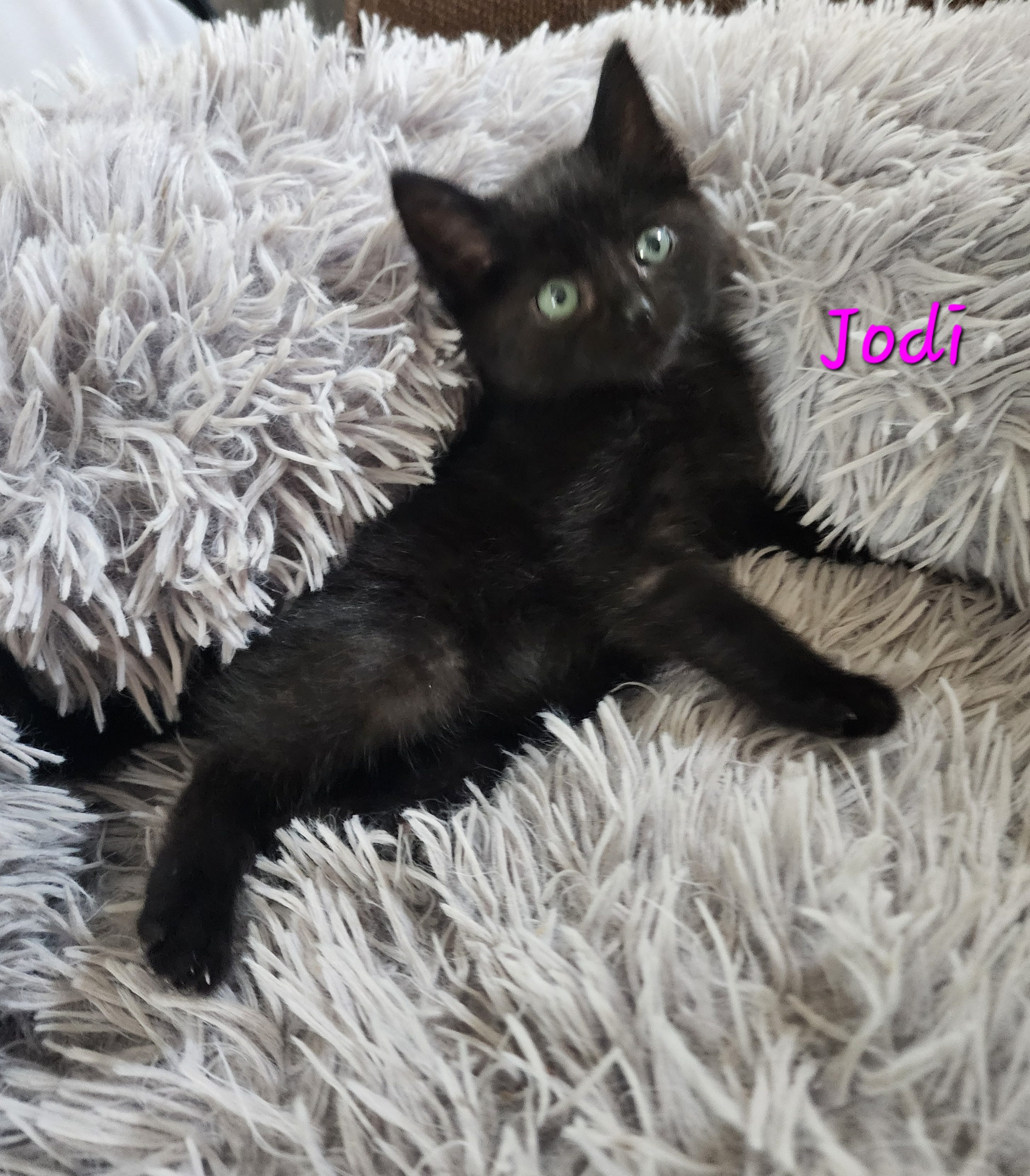 Jodi, a Adoptable Domestic Medium Hair in Waterloo, IA image 3/3