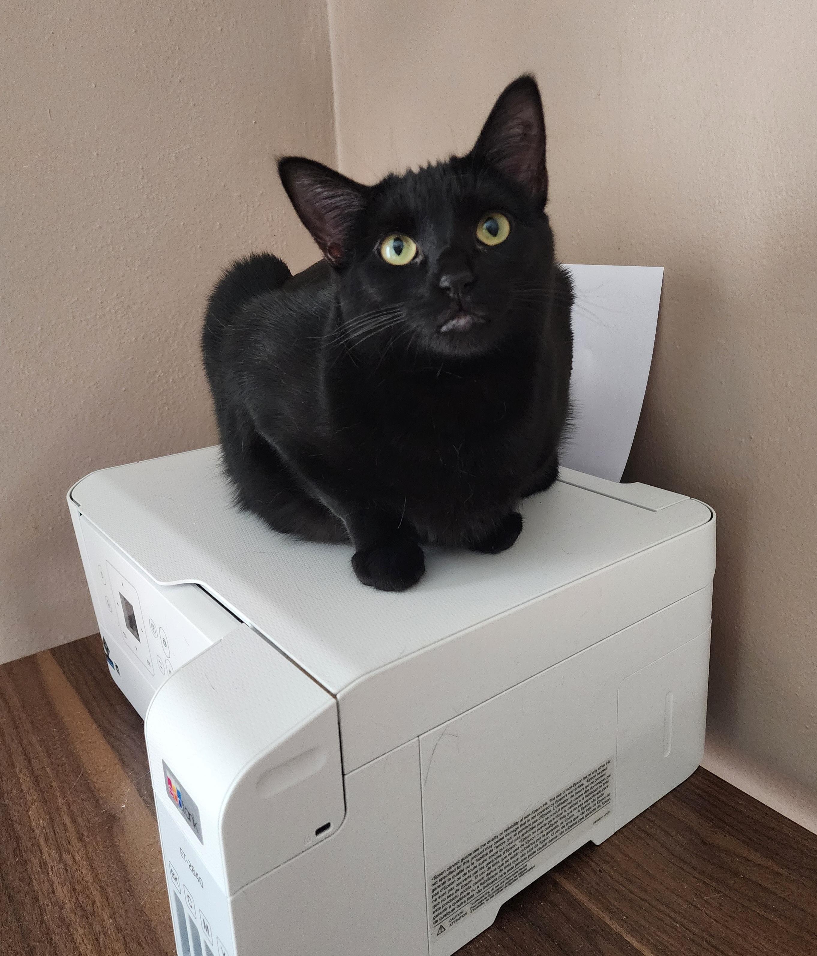 Jodi, a Adoptable Domestic Medium Hair in Waterloo, IA image 2/3