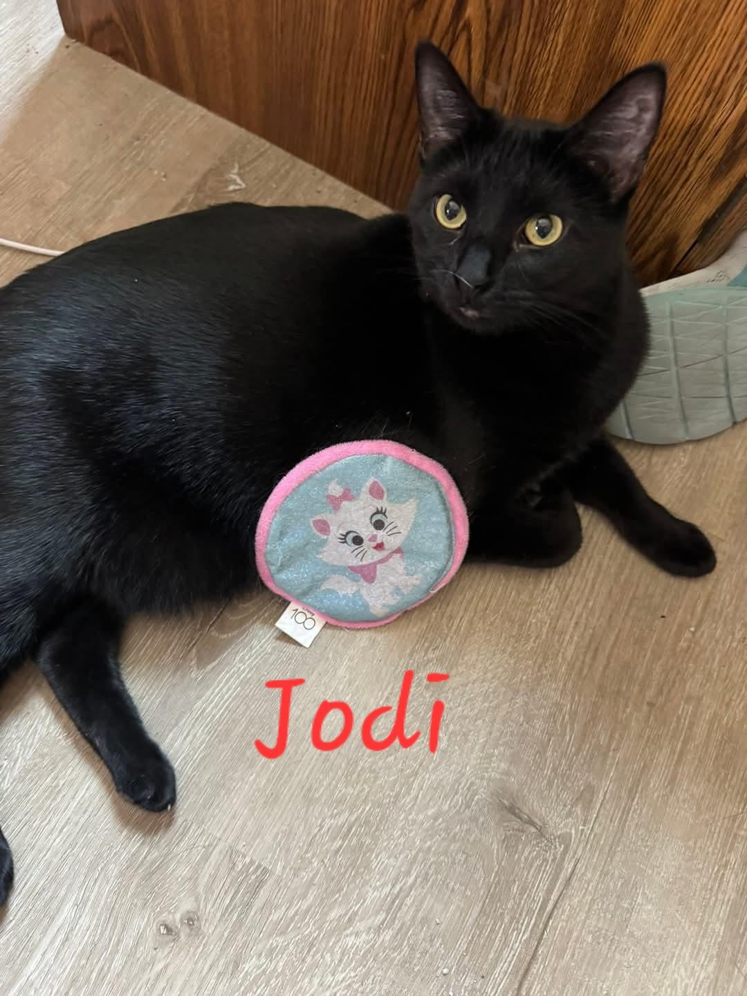 Jodi, Adoptable, Young Female Domestic Medium Hair.