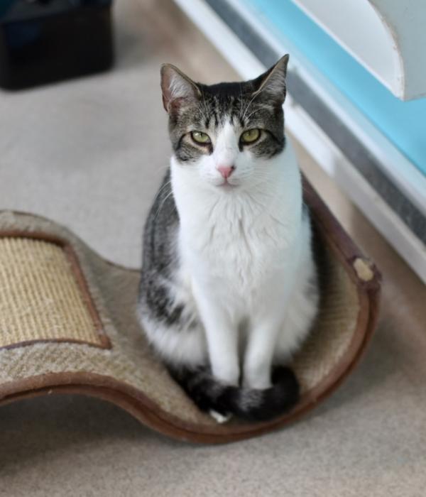 Enlarge Paisley, a Adoptable Domestic Short Hair in Marietta, GA image 1/6