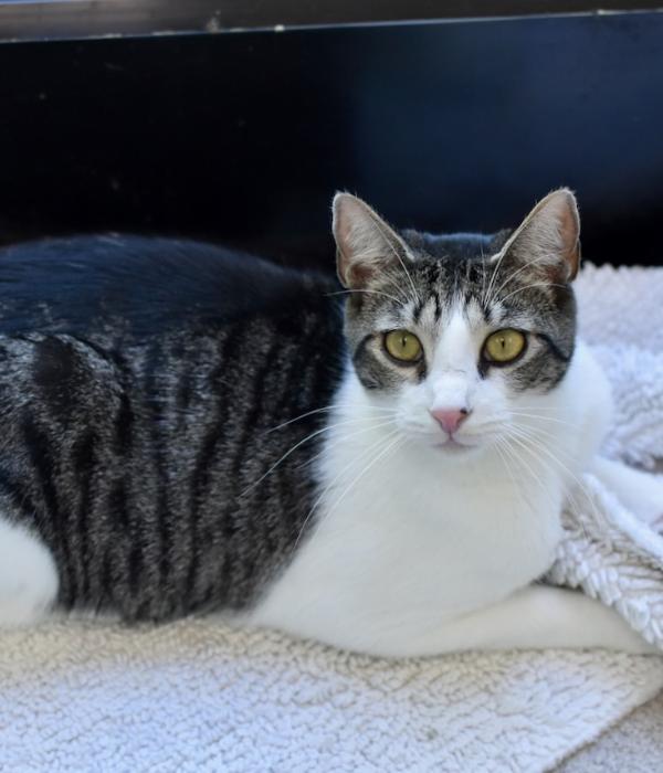 Enlarge Paisley, a Adoptable Domestic Short Hair in Marietta, GA image 2/6