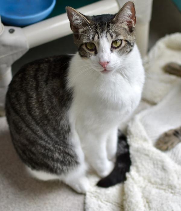 Enlarge Paisley, a Adoptable Domestic Short Hair in Marietta, GA image 3/6