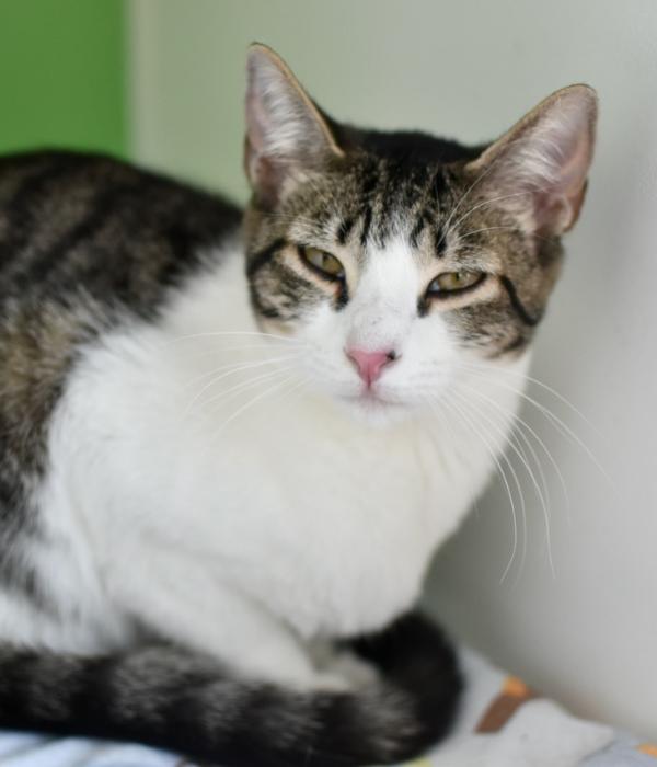 Enlarge Paisley, a Adoptable Domestic Short Hair in Marietta, GA image 5/6