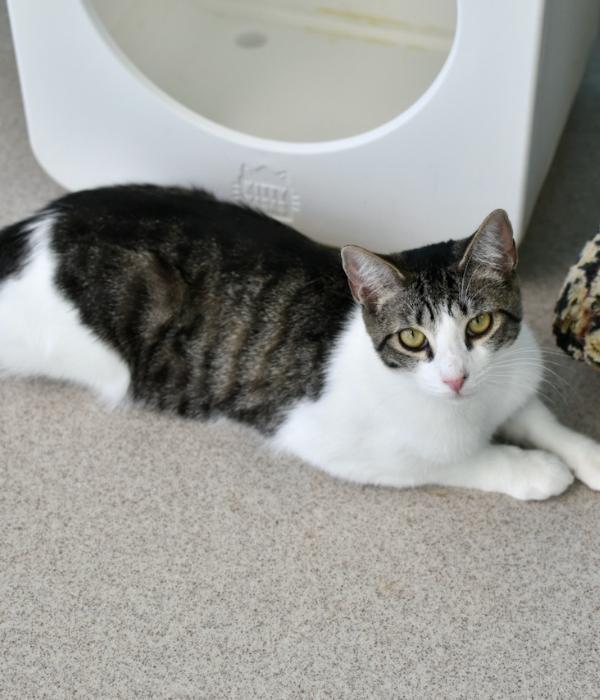 Enlarge Paisley, a Adoptable Domestic Short Hair in Marietta, GA image 6/6