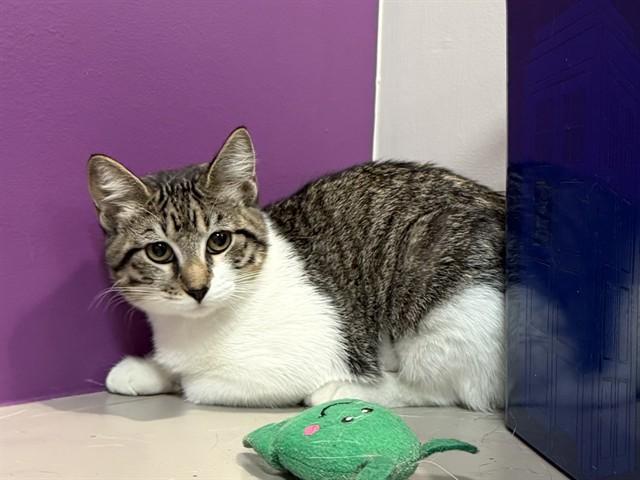 RIVER, Adoptable, Young Female Domestic Short Hair.