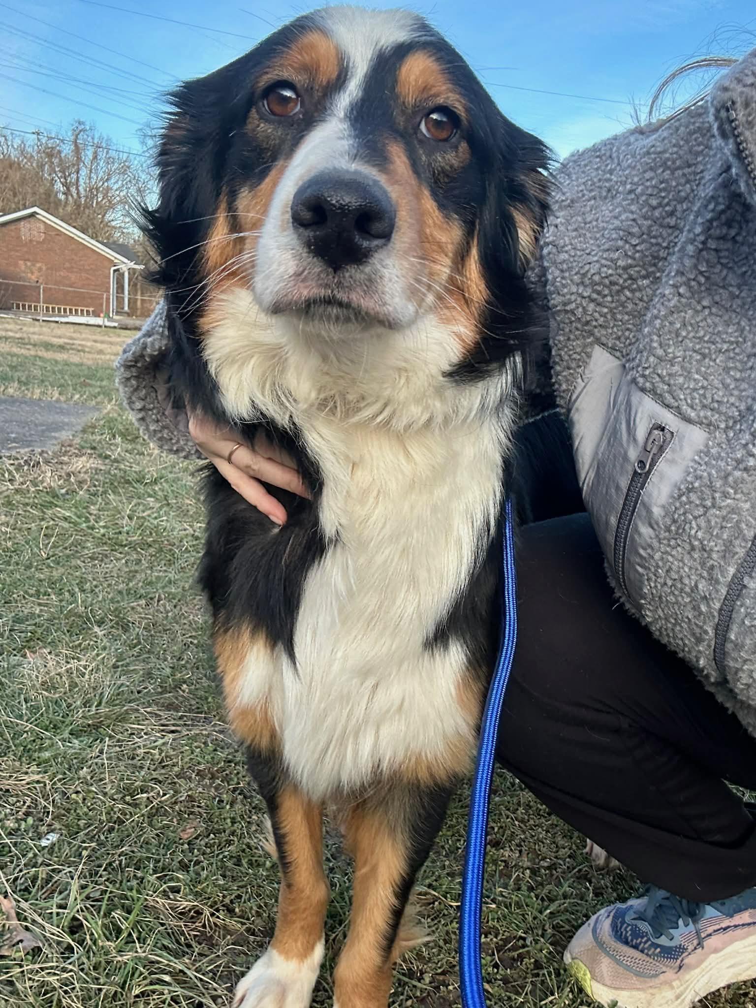 Livvy  (Female)  , adoptable, Young Female Australian Shepherd & Collie.
