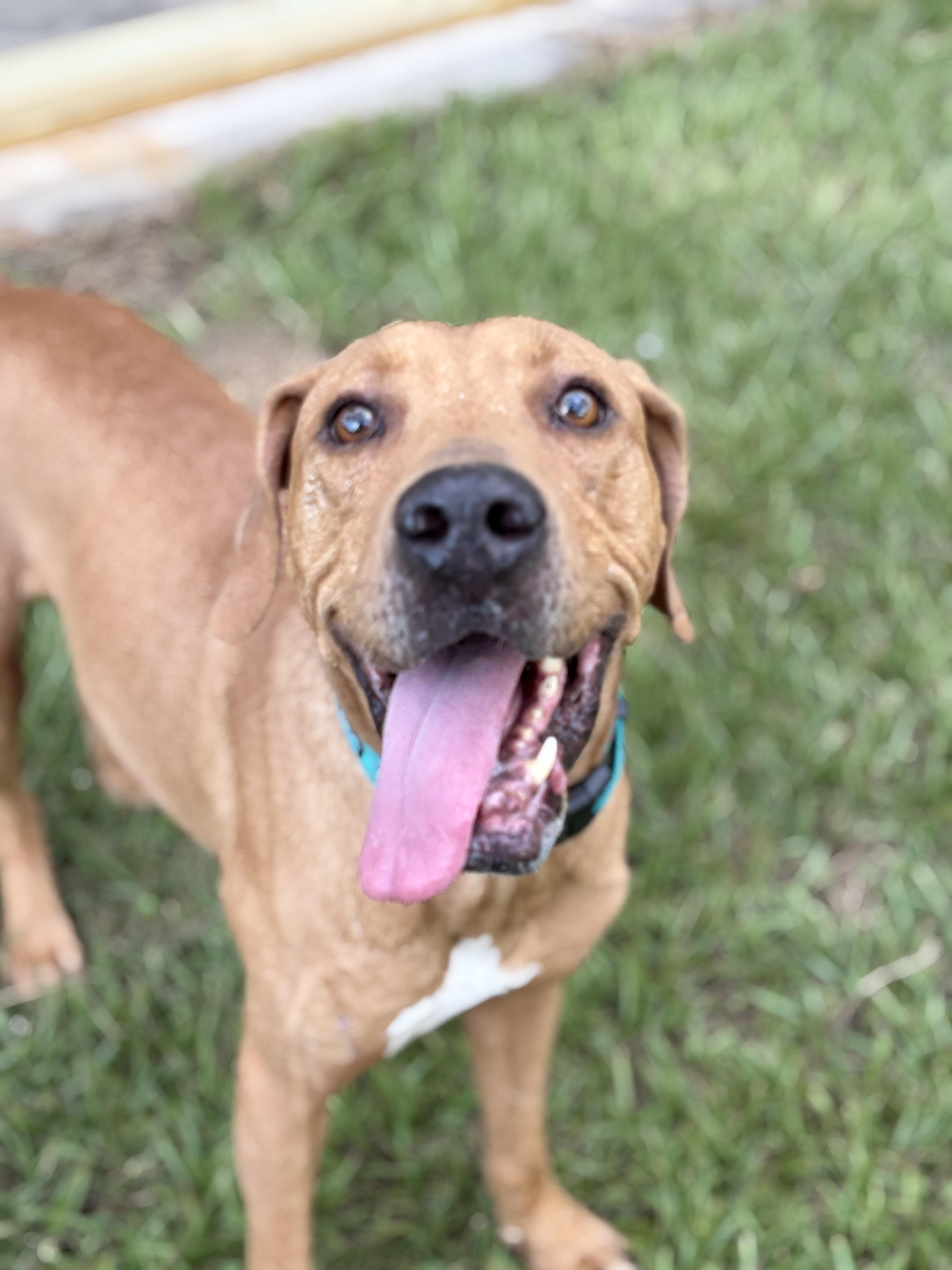 Skiff, a ADOPTABLE mixed breed in Arcadia, FL image 5/5