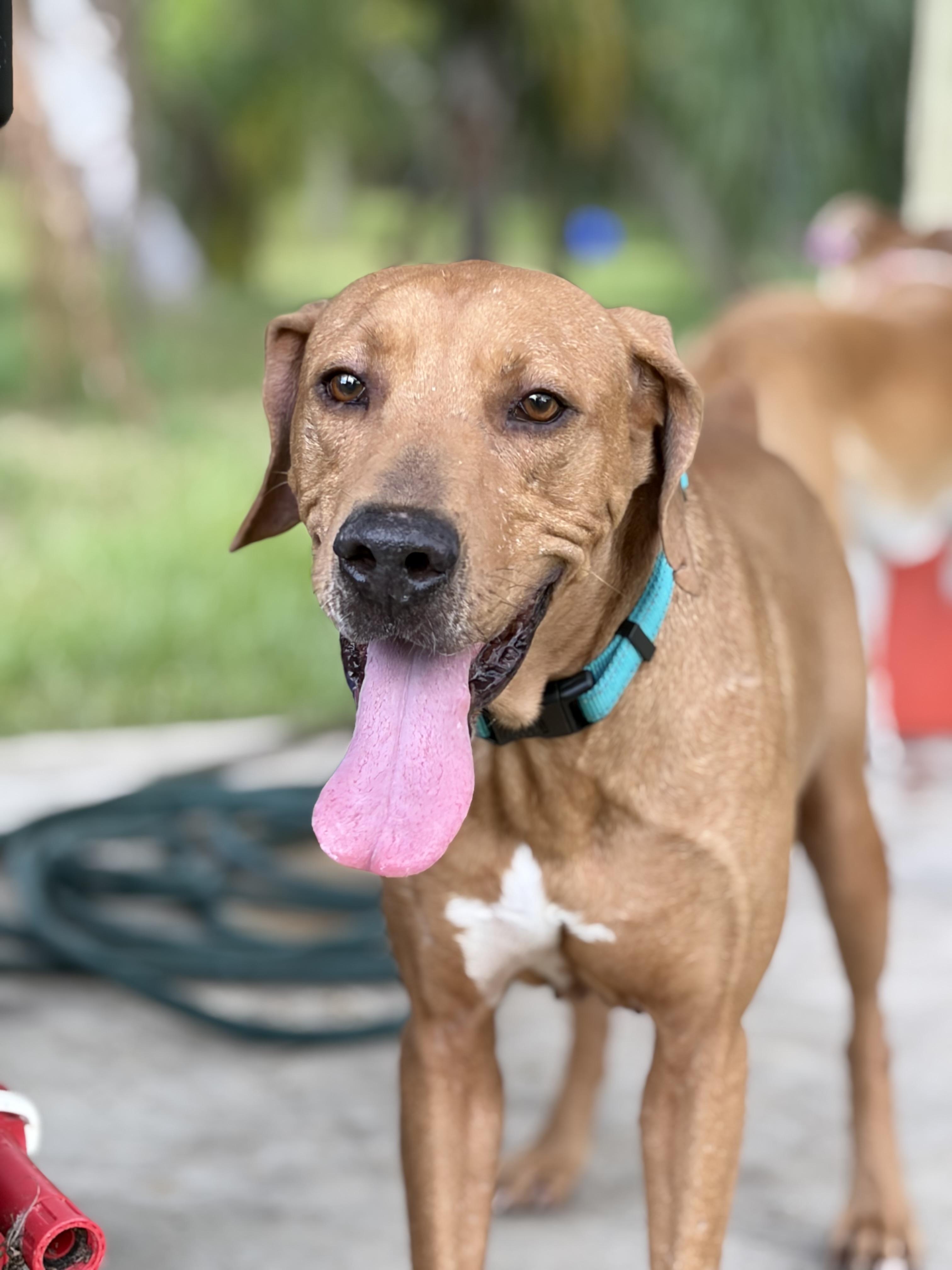 Skiff, ADOPTABLE, Adult Male Coonhound & Affenpinscher.
