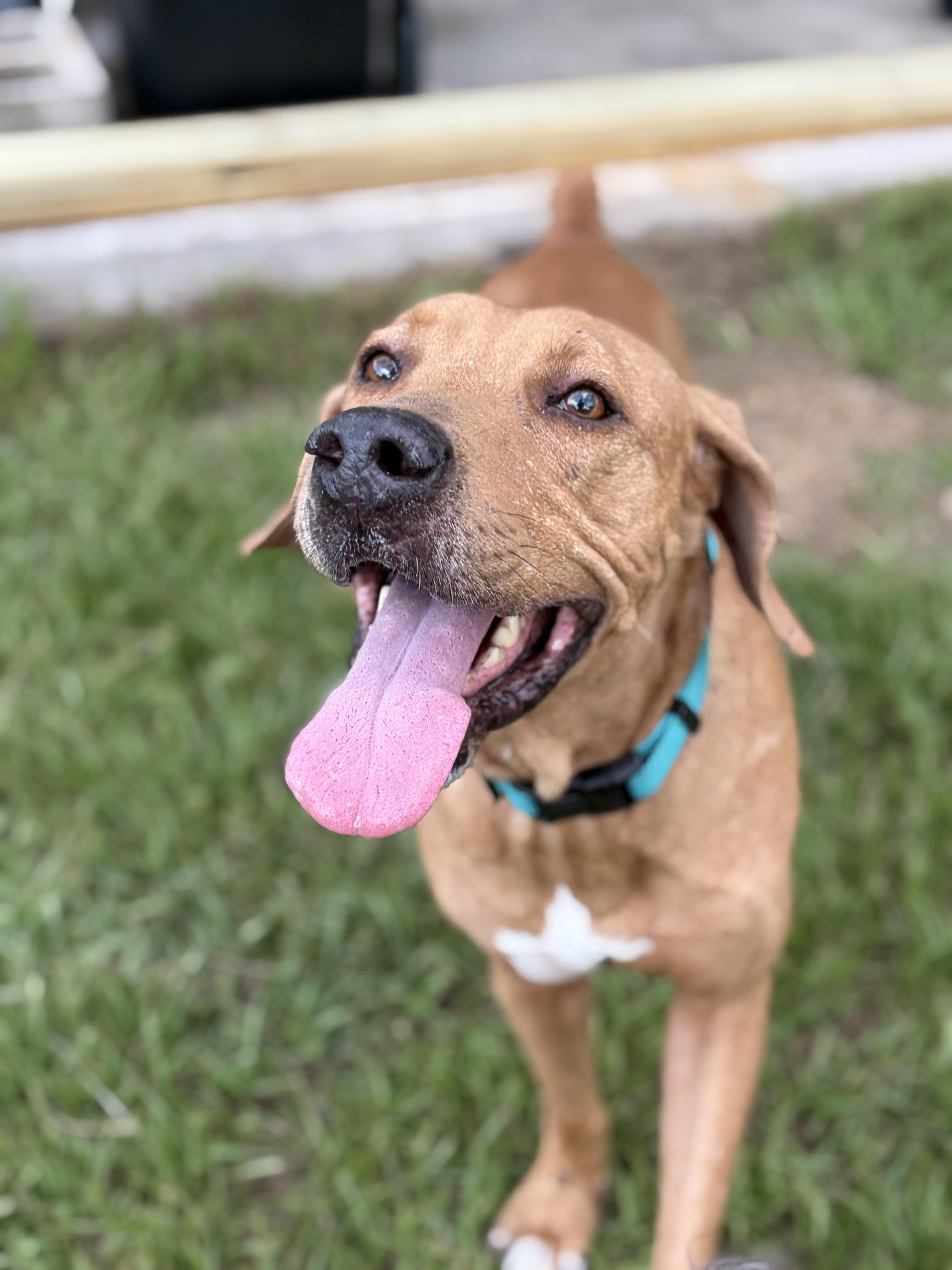 Skiff, a ADOPTABLE mixed breed in Arcadia, FL image 3/5