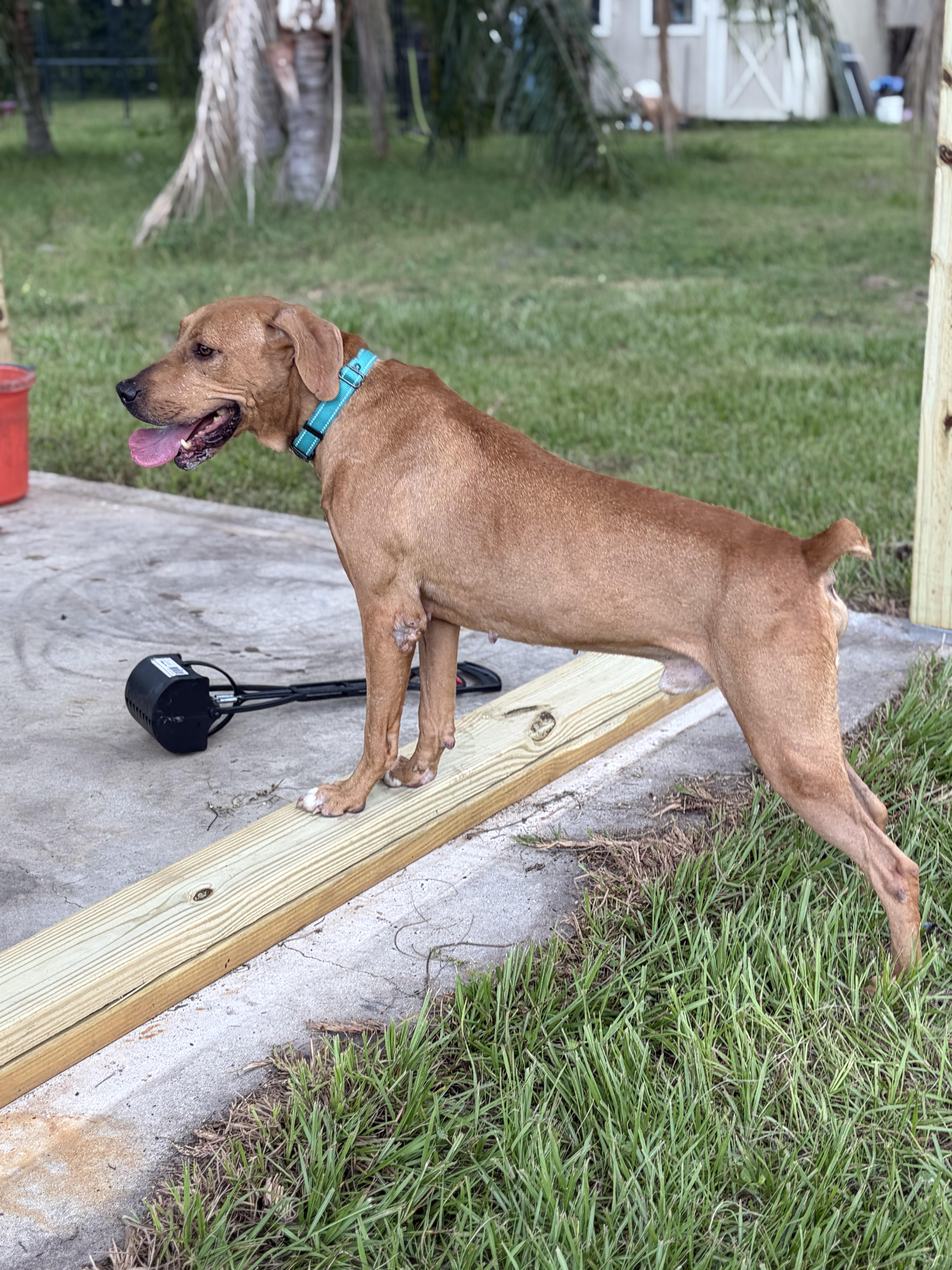Skiff, a ADOPTABLE mixed breed in Arcadia, FL image 4/5