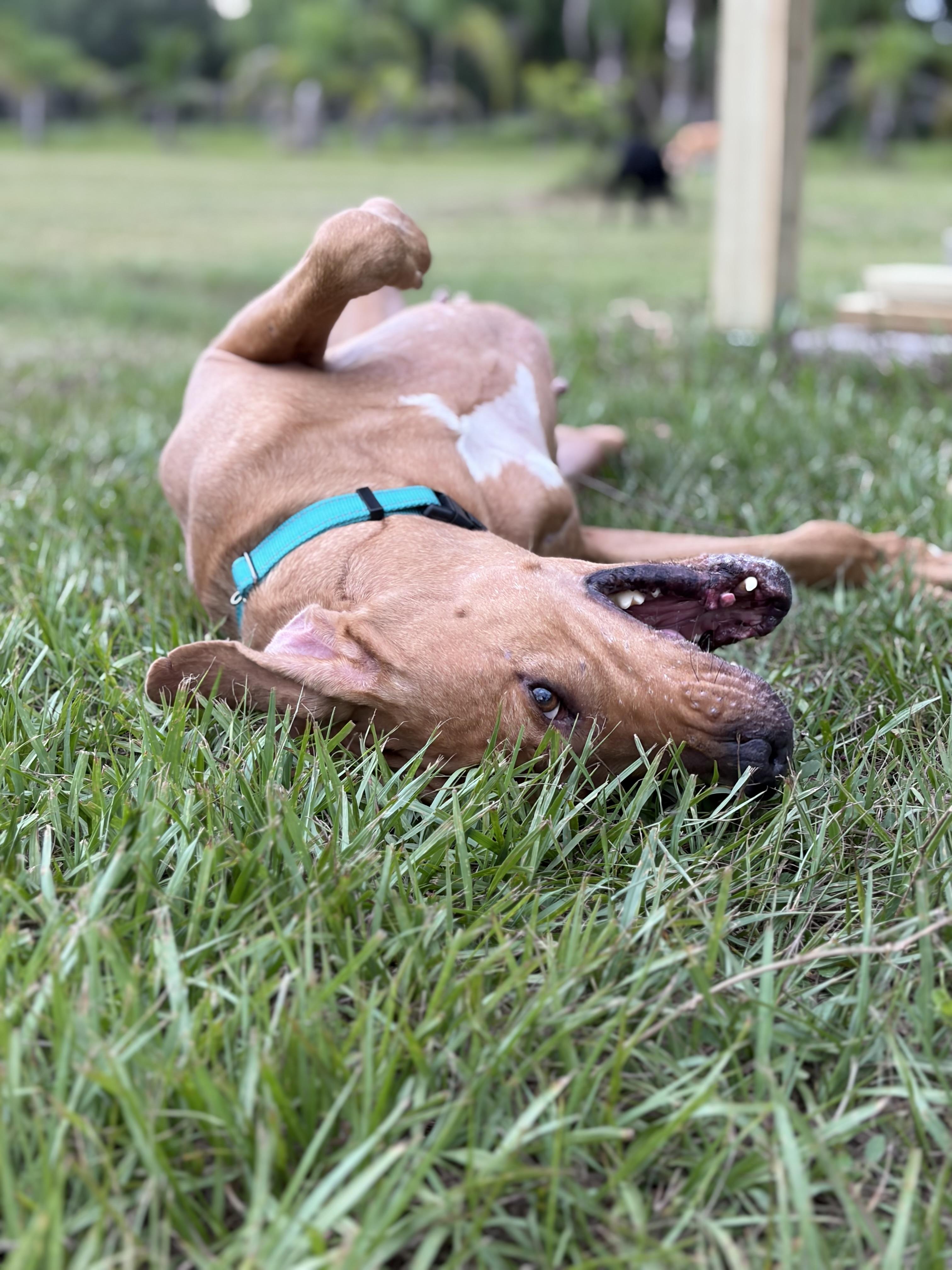 Skiff, a ADOPTABLE mixed breed in Arcadia, FL image 2/5