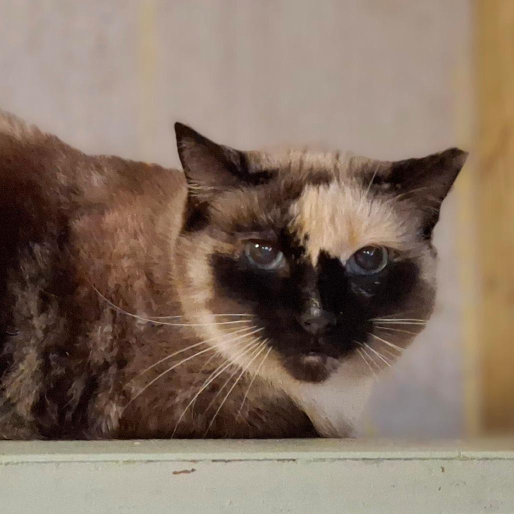 Queen B, Adoptable, Senior Female Domestic Short Hair.