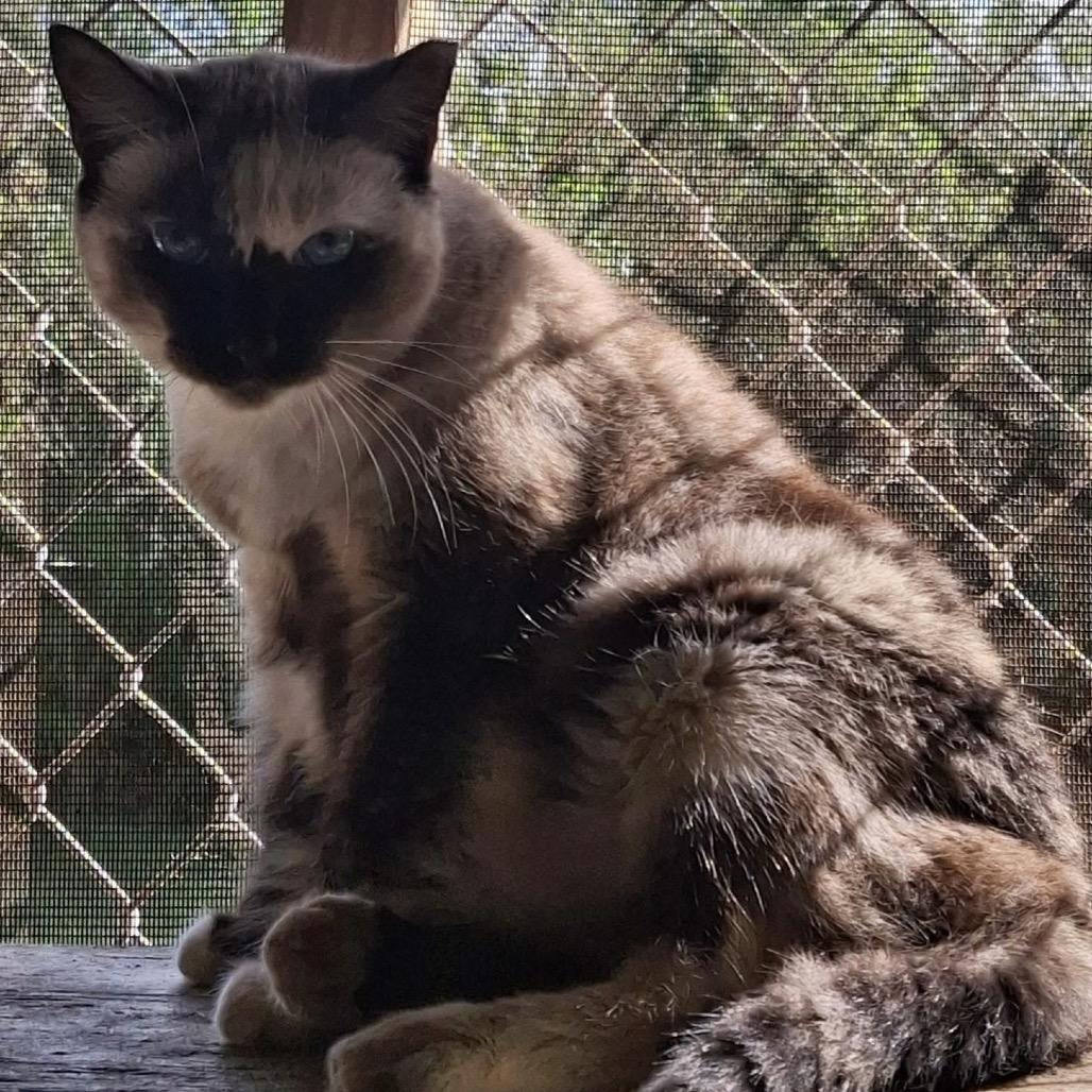 Enlarge Queen B, a Adoptable Domestic Short Hair in Titusville, FL image 3/3