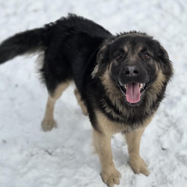 Kevlar, Adoptable, Young Male Shepherd.