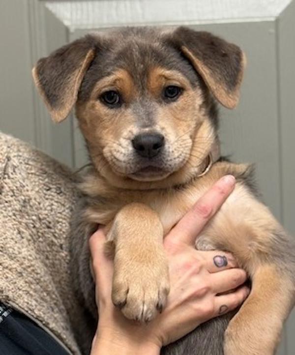 Enlarge Dumplin, a Adoptable mixed breed in Littleton, CO image 1/1