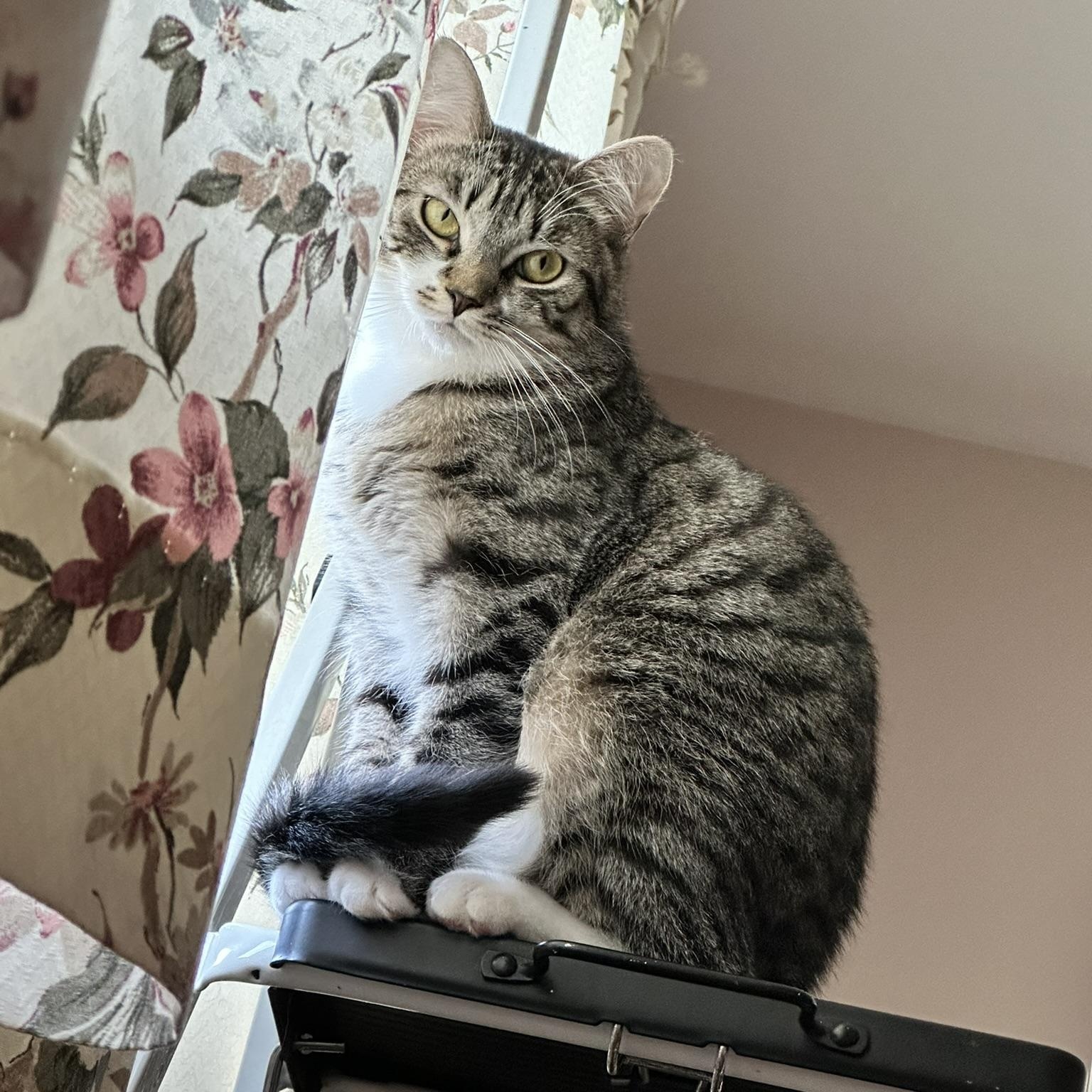 Enlarge Zack, a Adoptable Domestic Short Hair in Allentown, PA image 3/4