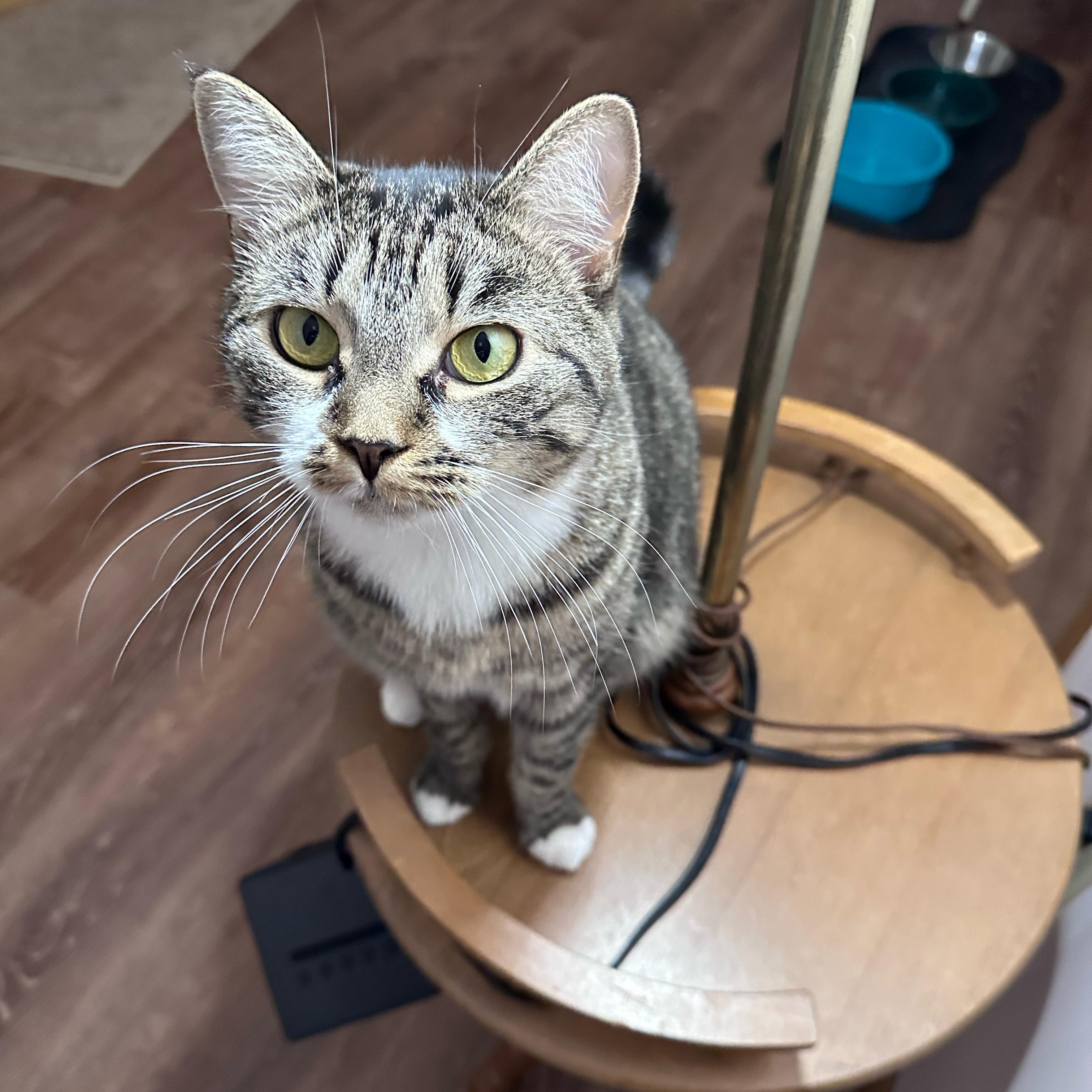 Enlarge Zack, a Adoptable Domestic Short Hair in Allentown, PA image 1/4