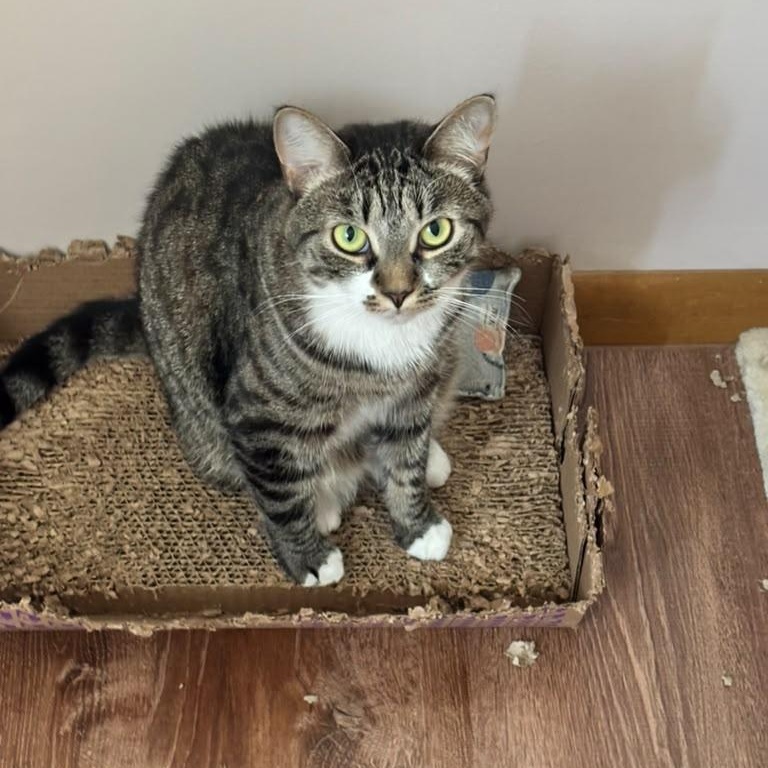 Enlarge Zack, a Adoptable Domestic Short Hair in Allentown, PA image 2/6