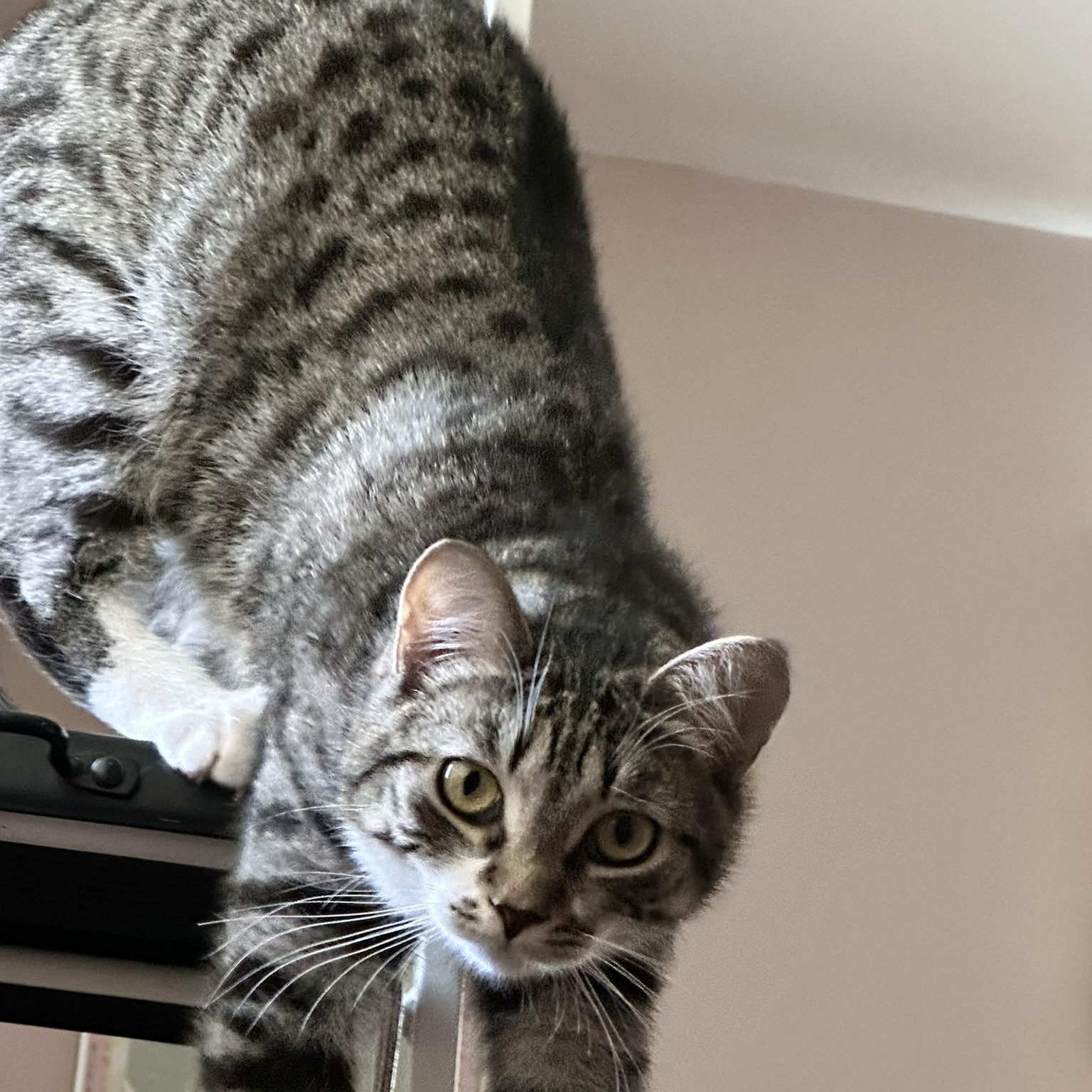 Zack, Adoptable, Young Male Domestic Short Hair.