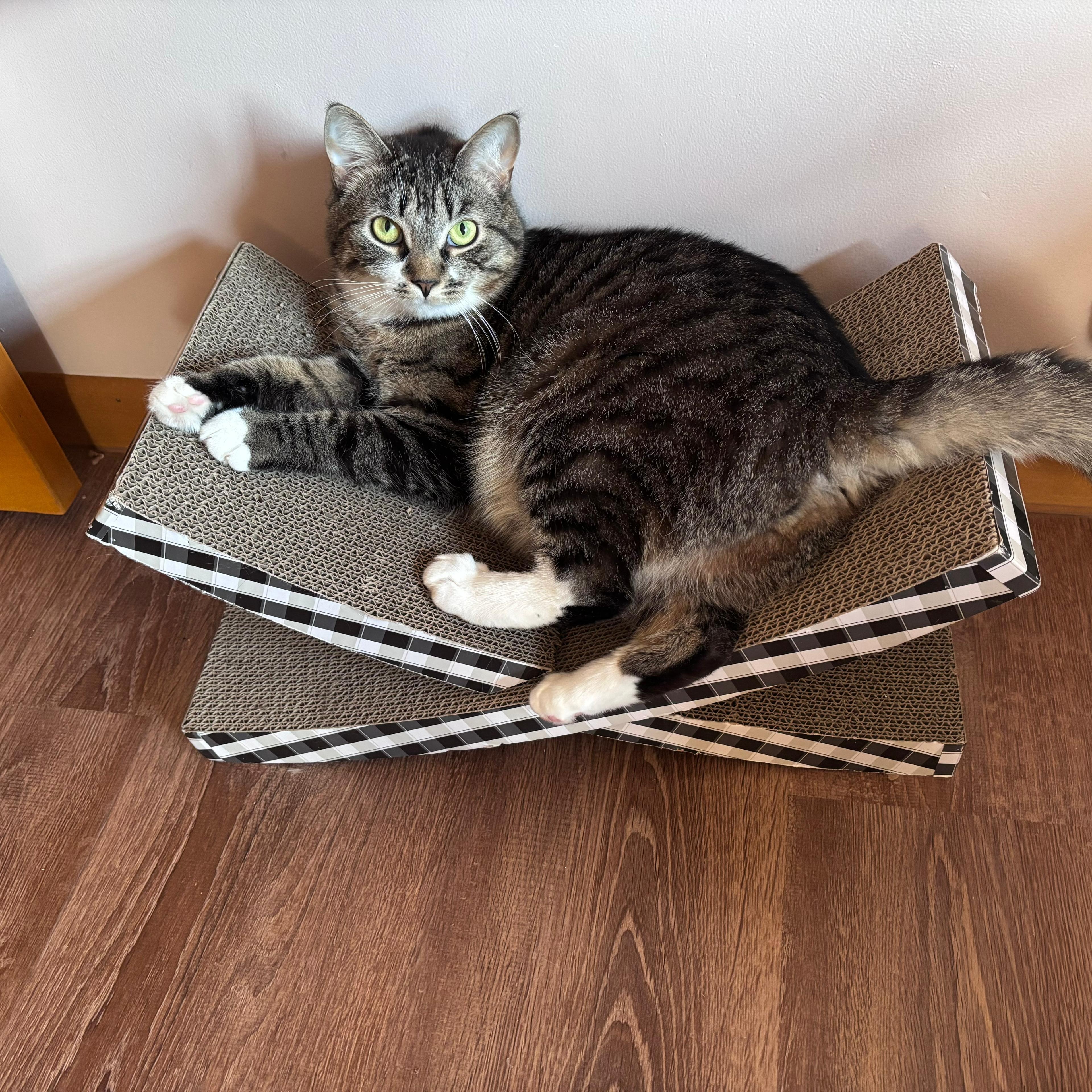 Enlarge Zack, a Adoptable Domestic Short Hair in Allentown, PA image 1/5