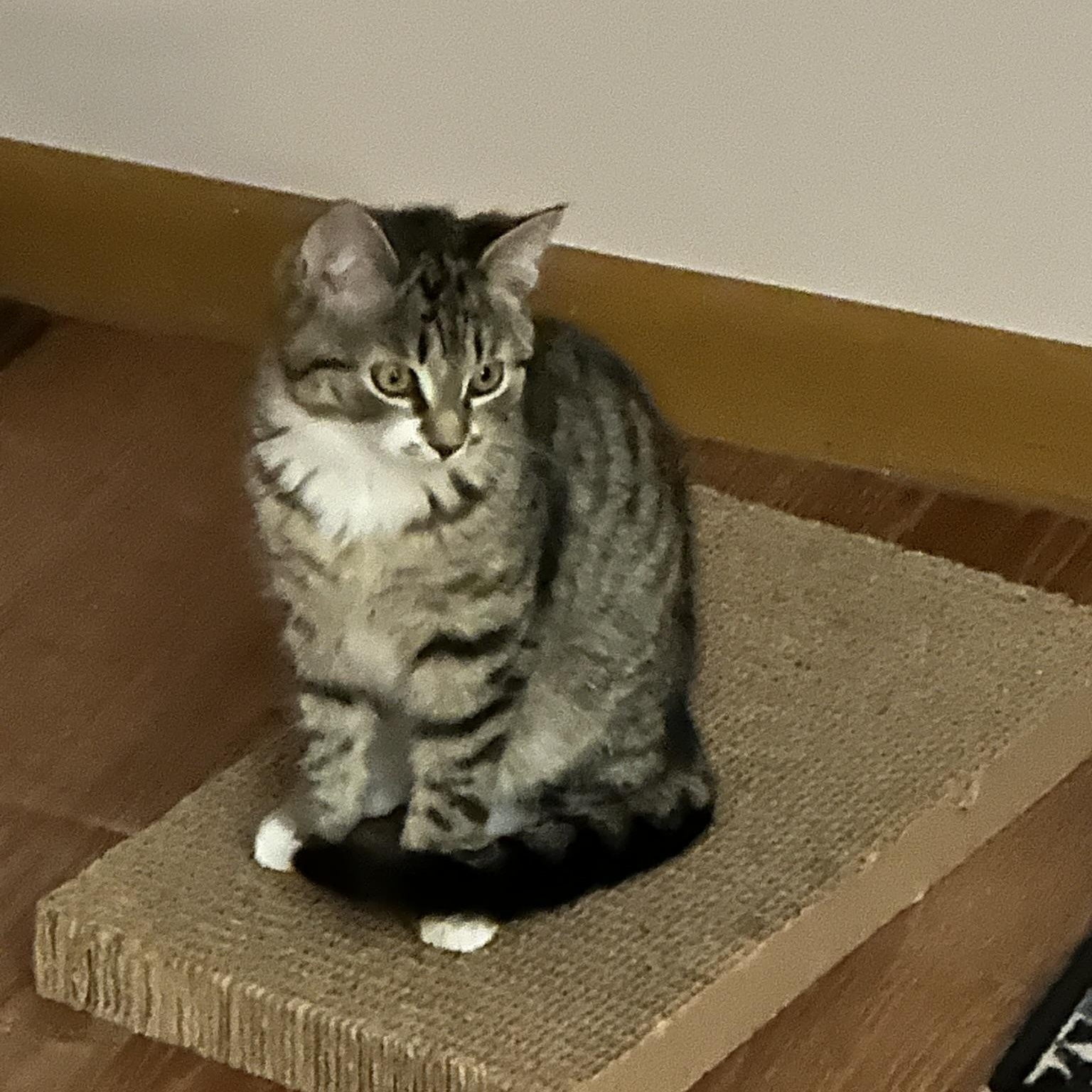 Enlarge Zack, a Adoptable Domestic Short Hair in Allentown, PA image 4/4