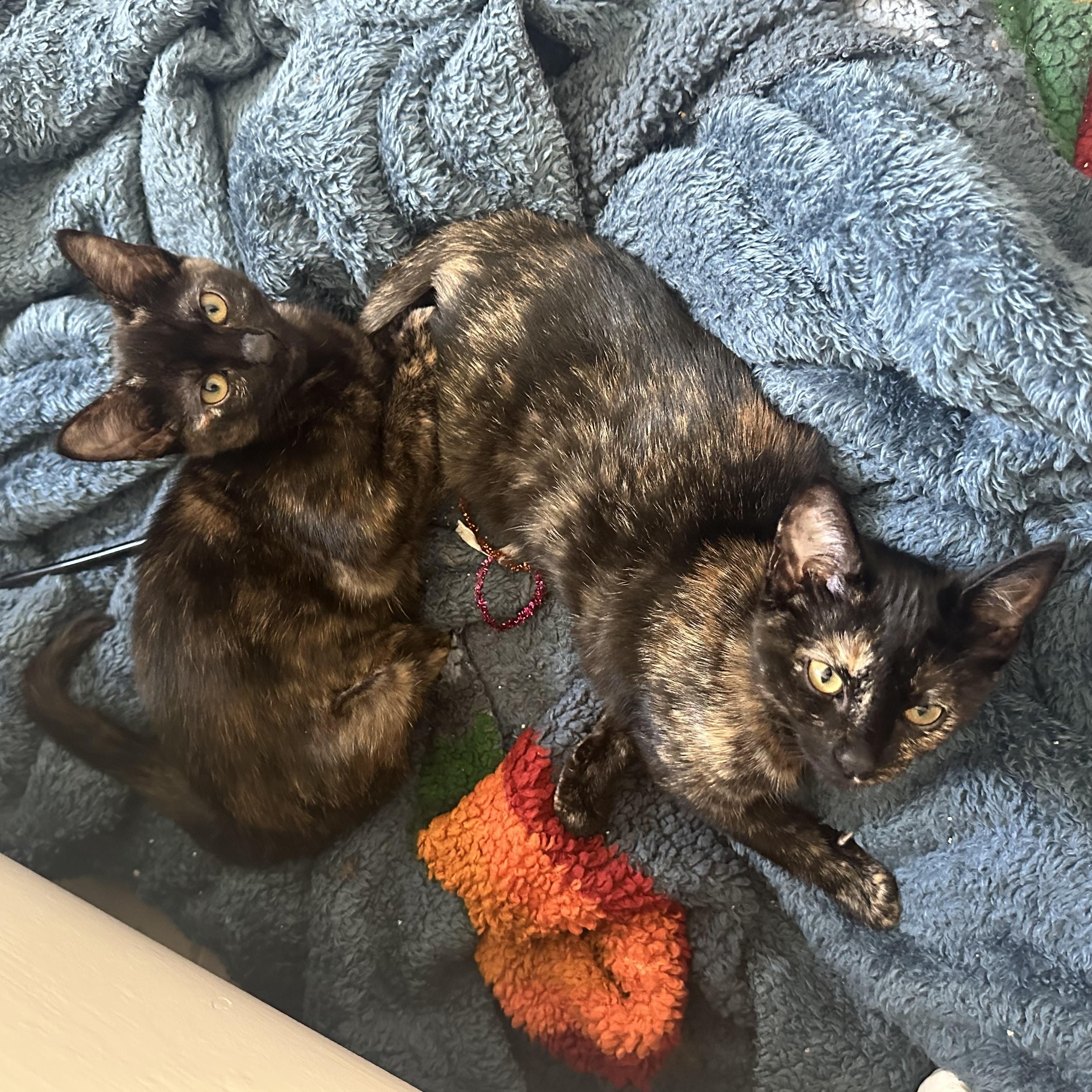 Venus, Adoptable, Young Female Tortoiseshell.