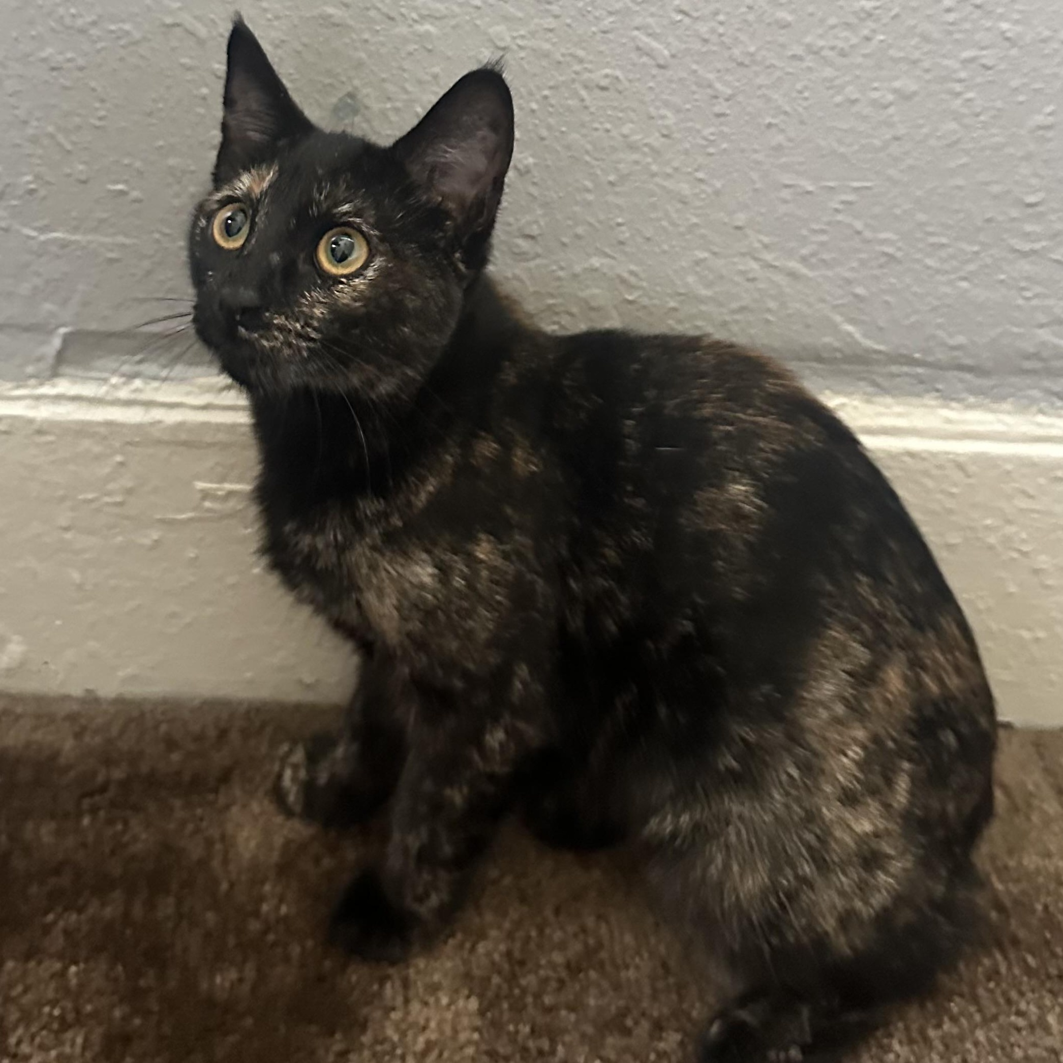Enlarge Venus, a Adoptable Tortoiseshell in Oakland, CA image 3/3