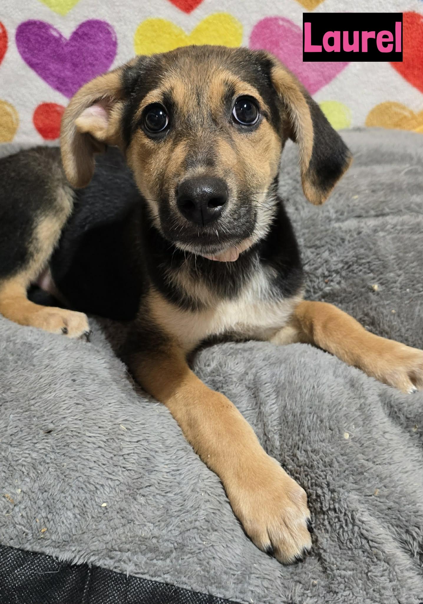 Laurel, ADOPTABLE, Puppy Female German Shepherd Dog.