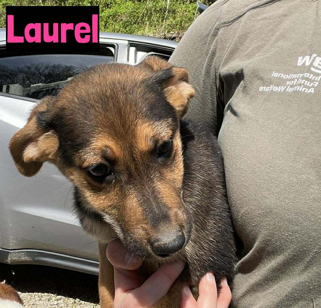 Laurel, ADOPTABLE, Puppy Female German Shepherd Dog.