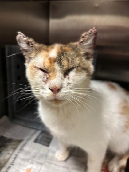 Burnt Toast, Adoptable, Young Female Domestic Short Hair & Domestic Short Hair.