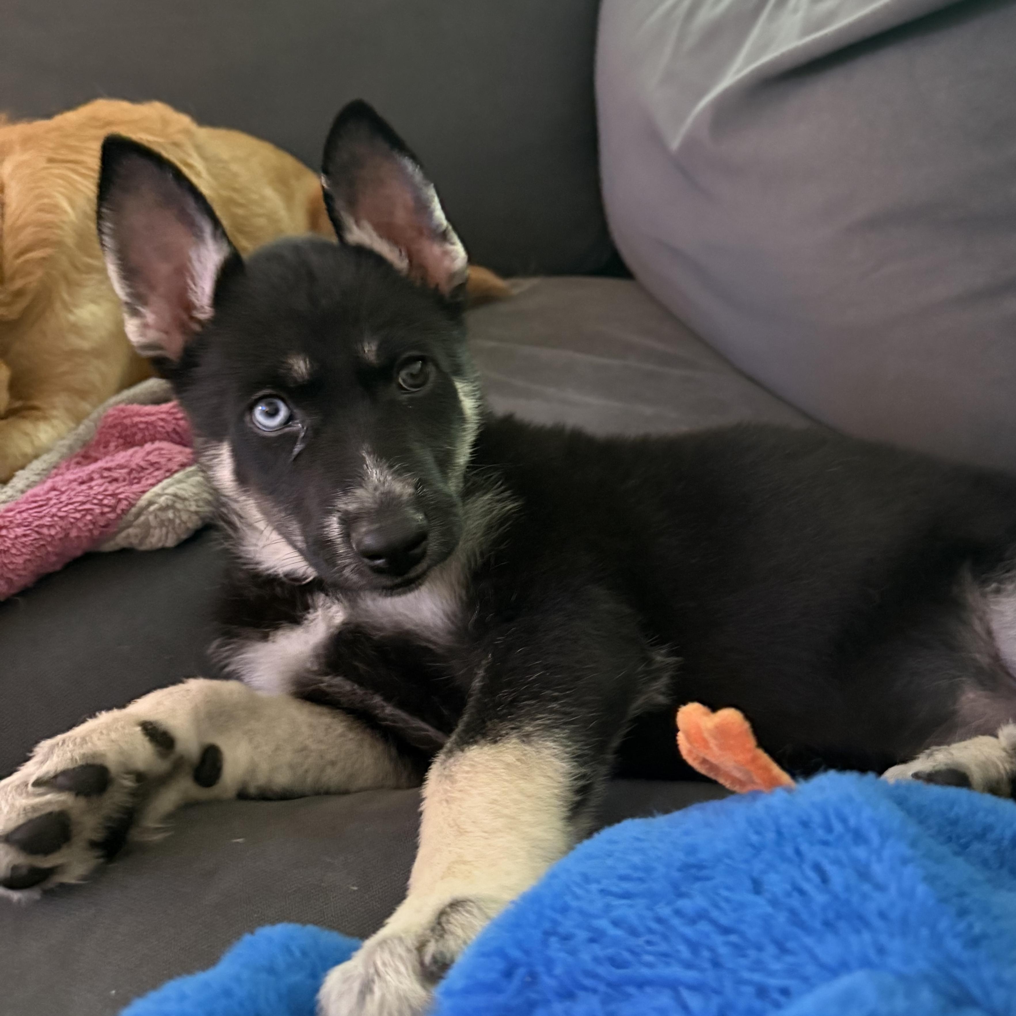 Misha, ADOPTABLE, Puppy Female German Shepherd Dog & Siberian Husky.