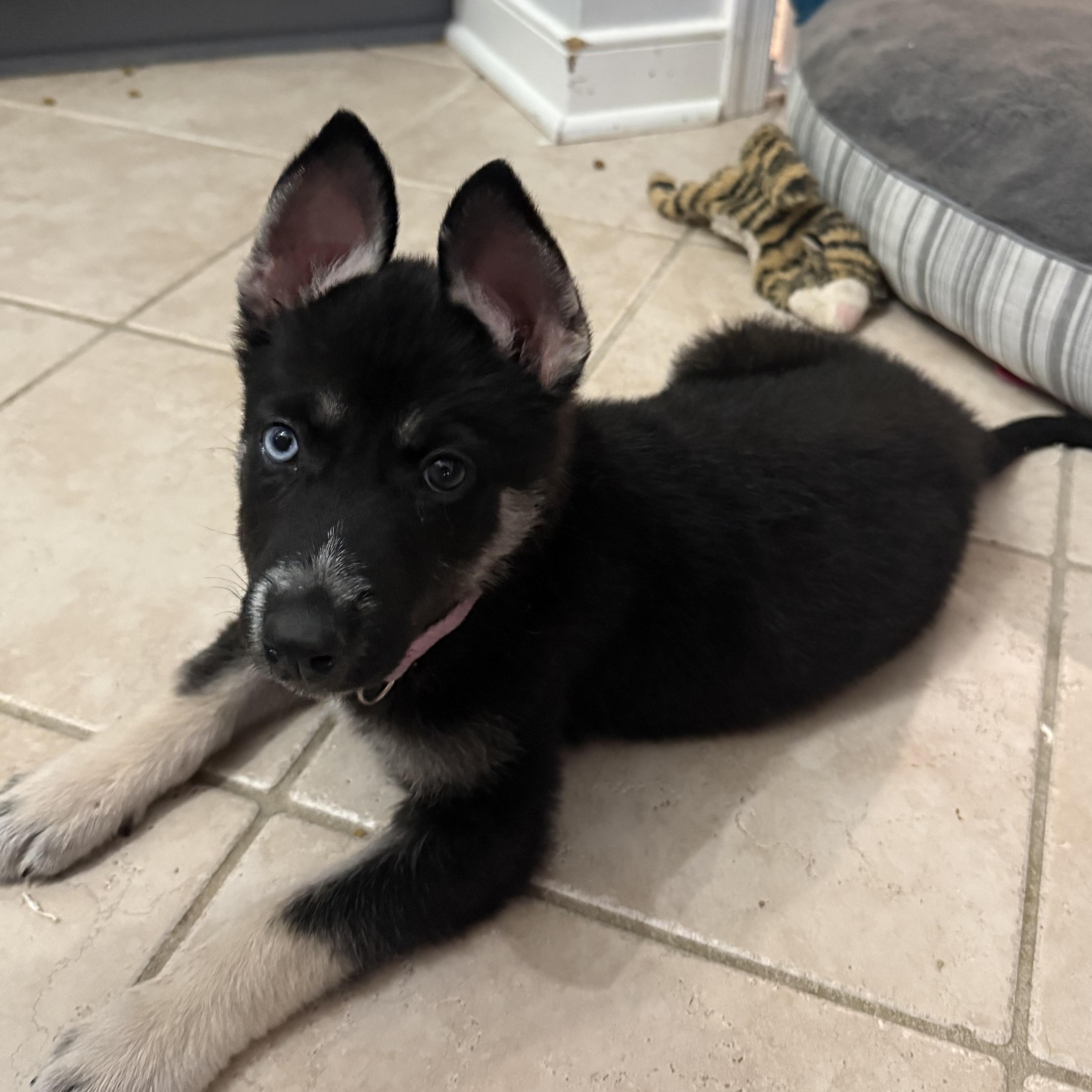 Misha, a ADOPTABLE mixed breed in Richmond, VA image 3/5