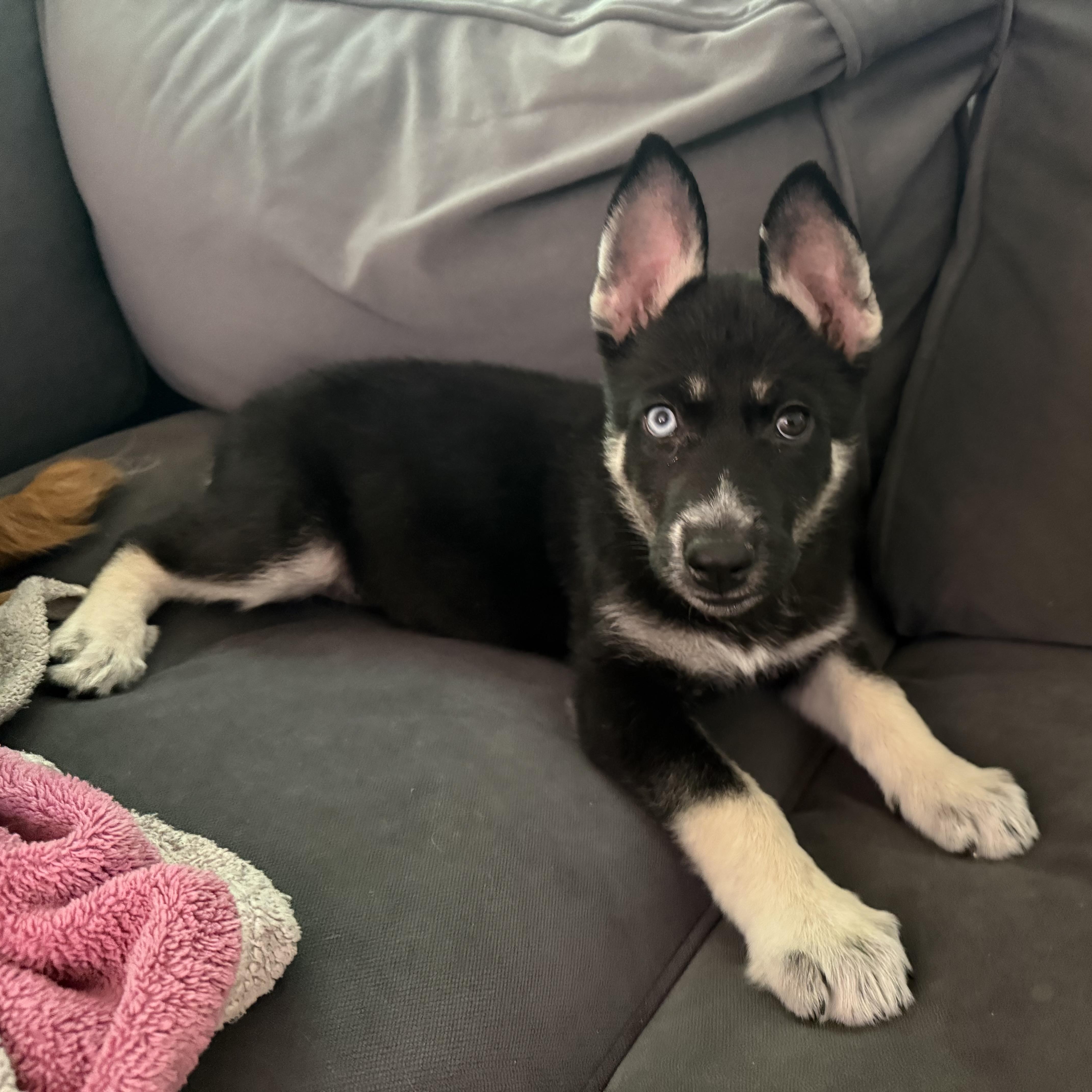 Misha, a ADOPTABLE mixed breed in Richmond, VA image 5/5