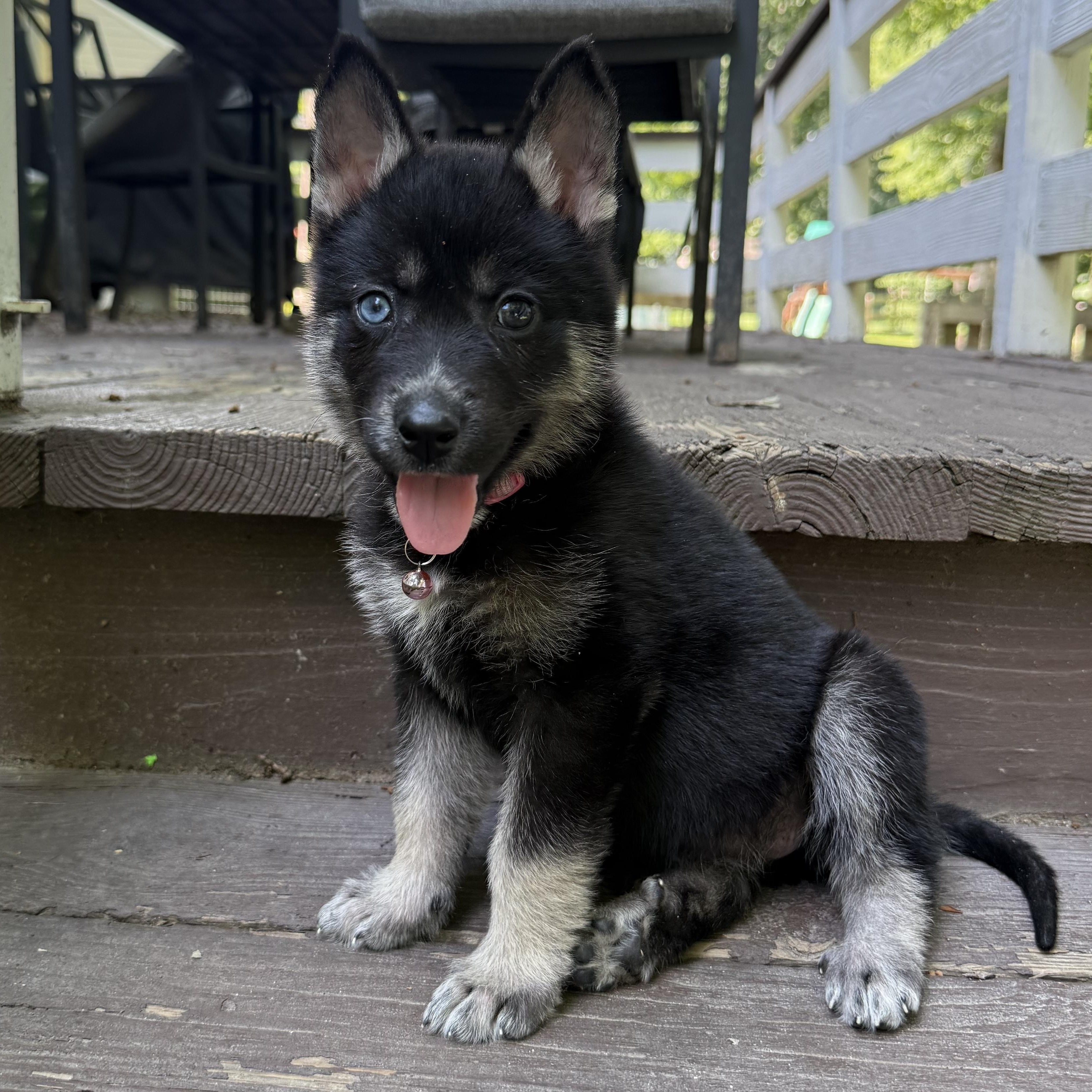 Misha, a ADOPTABLE mixed breed in Richmond, VA image 2/5