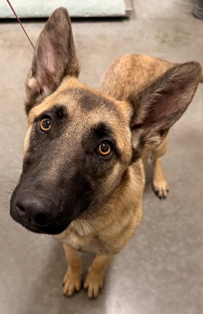 Enlarge Autumn, a Adoptable Belgian Shepherd / Malinois in Redmond, OR image 1/1