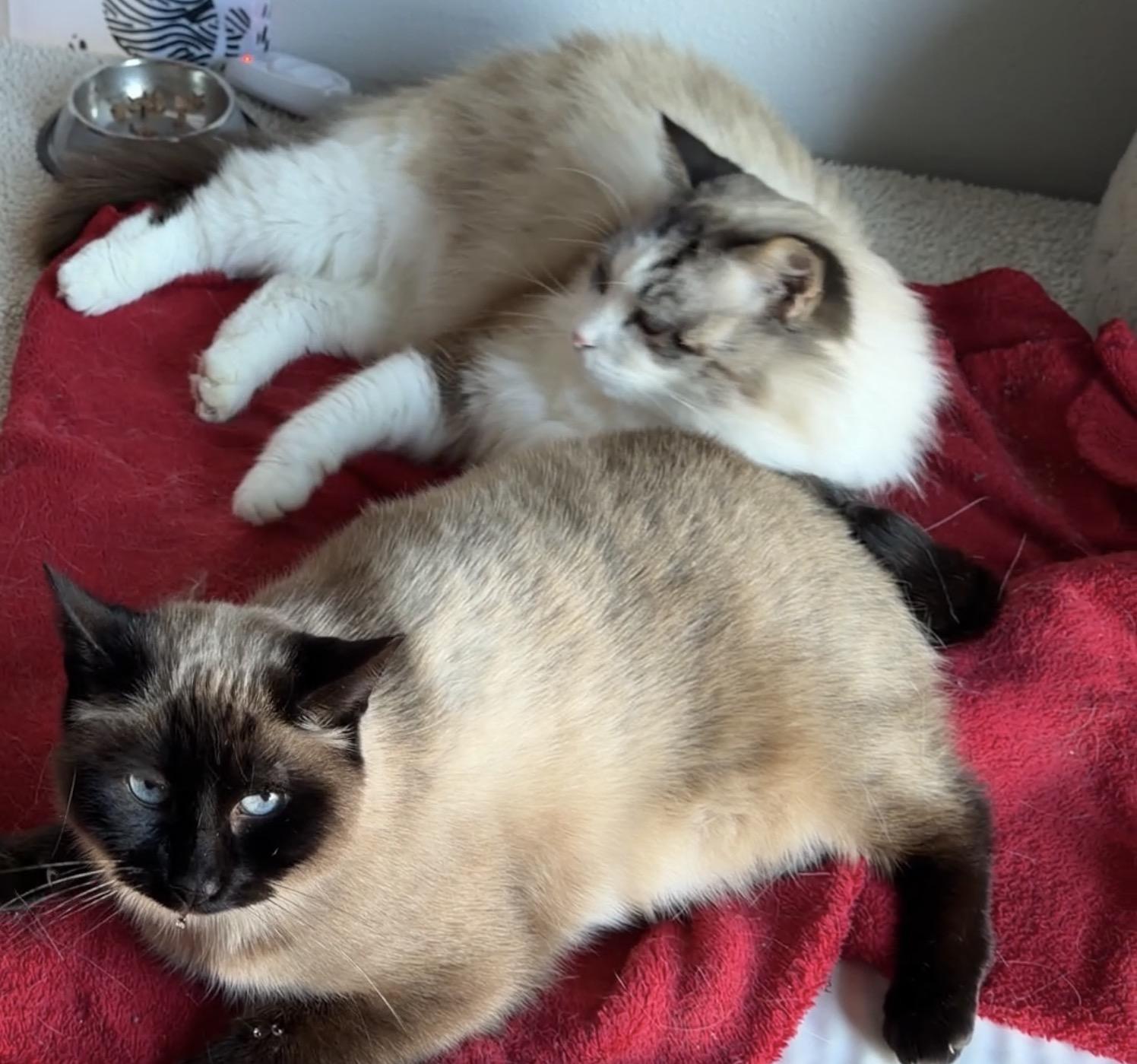 Enlarge Caesar & Prince, a bonded pair, a Adoptable mixed breed in Tillamook, OR image 5/6