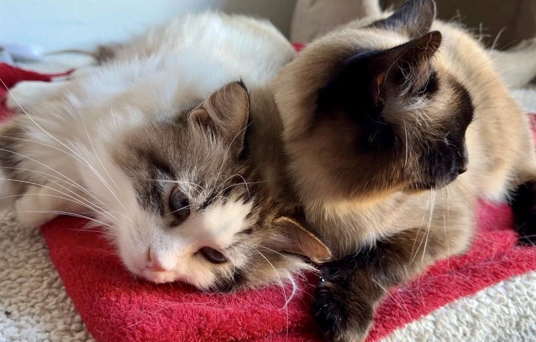 Caesar & Prince, a bonded pair, Adoptable, Adult Male Siamese & Domestic Long Hair.