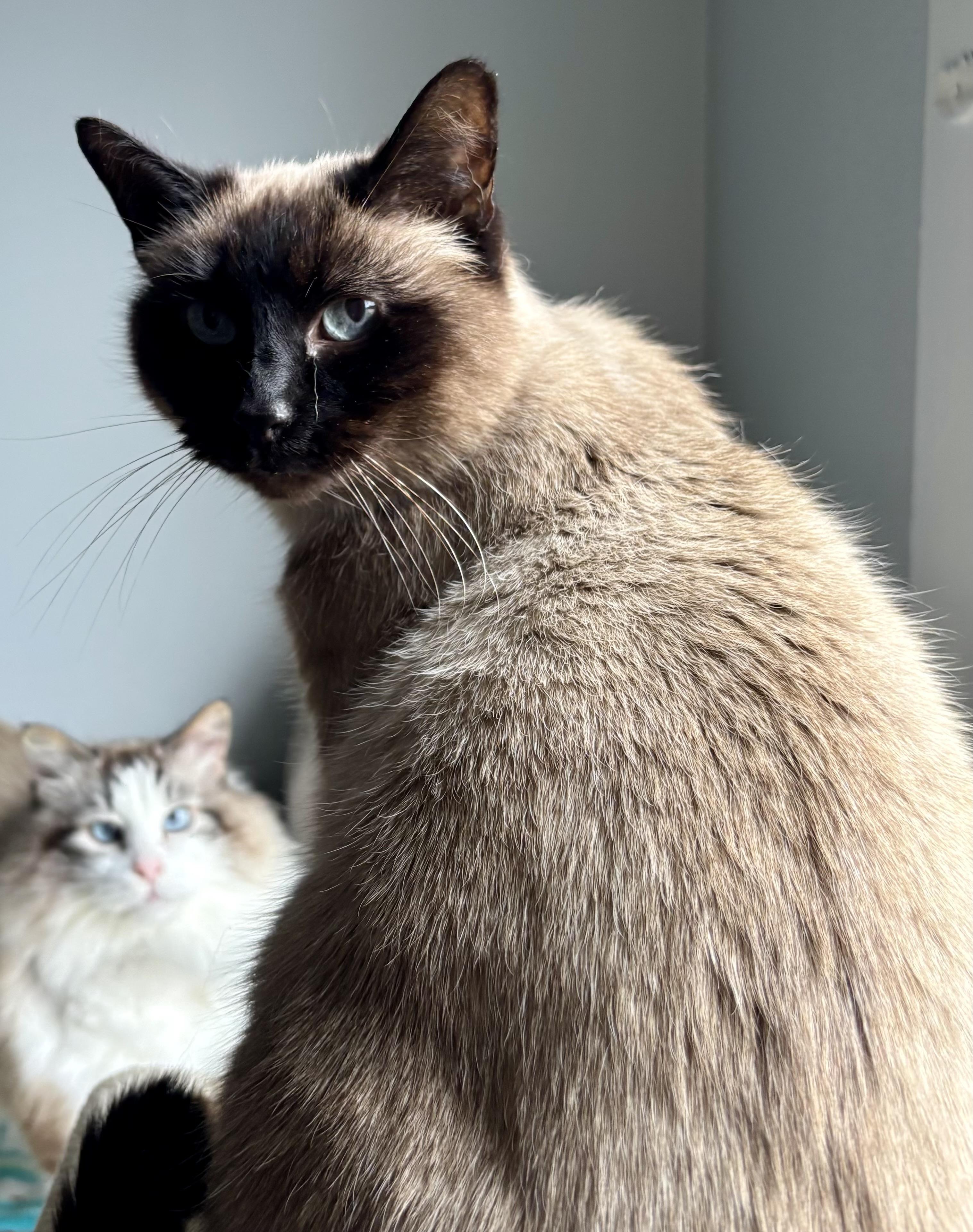 Enlarge Caesar & Prince, a bonded pair, a Adoptable mixed breed in Tillamook, OR image 2/6