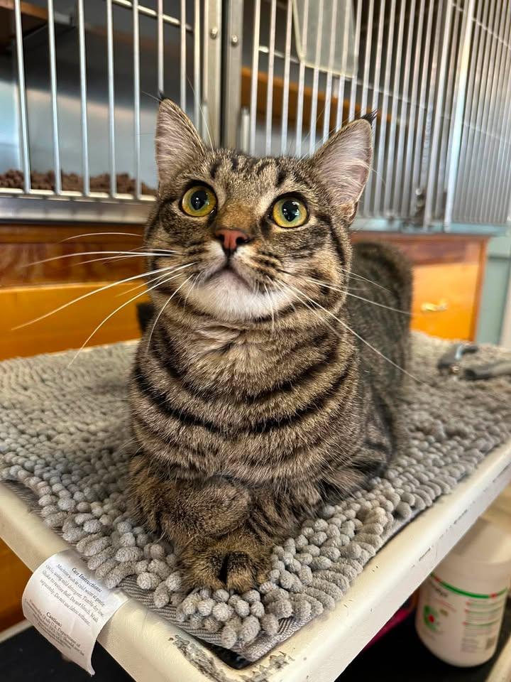 Ozzie, an adopted Domestic Short Hair in Wilmington, NC image 3/4