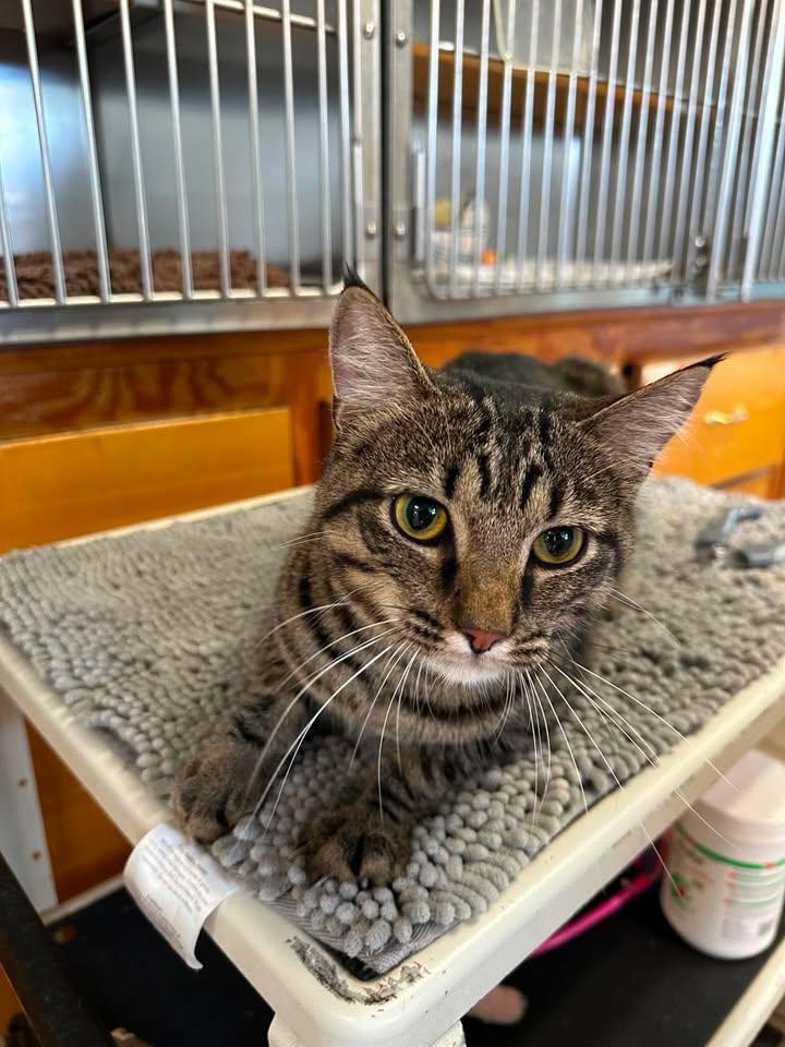 Ozzie, an adopted Domestic Short Hair in Wilmington, NC image 2/4