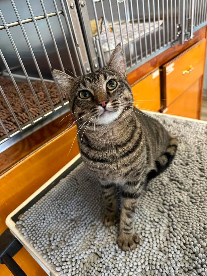 Ozzie, an adopted Domestic Short Hair in Wilmington, NC image 4/4