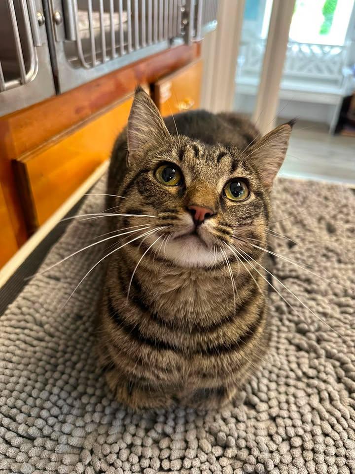 Ozzie, adopted, Adult Male Domestic Short Hair.