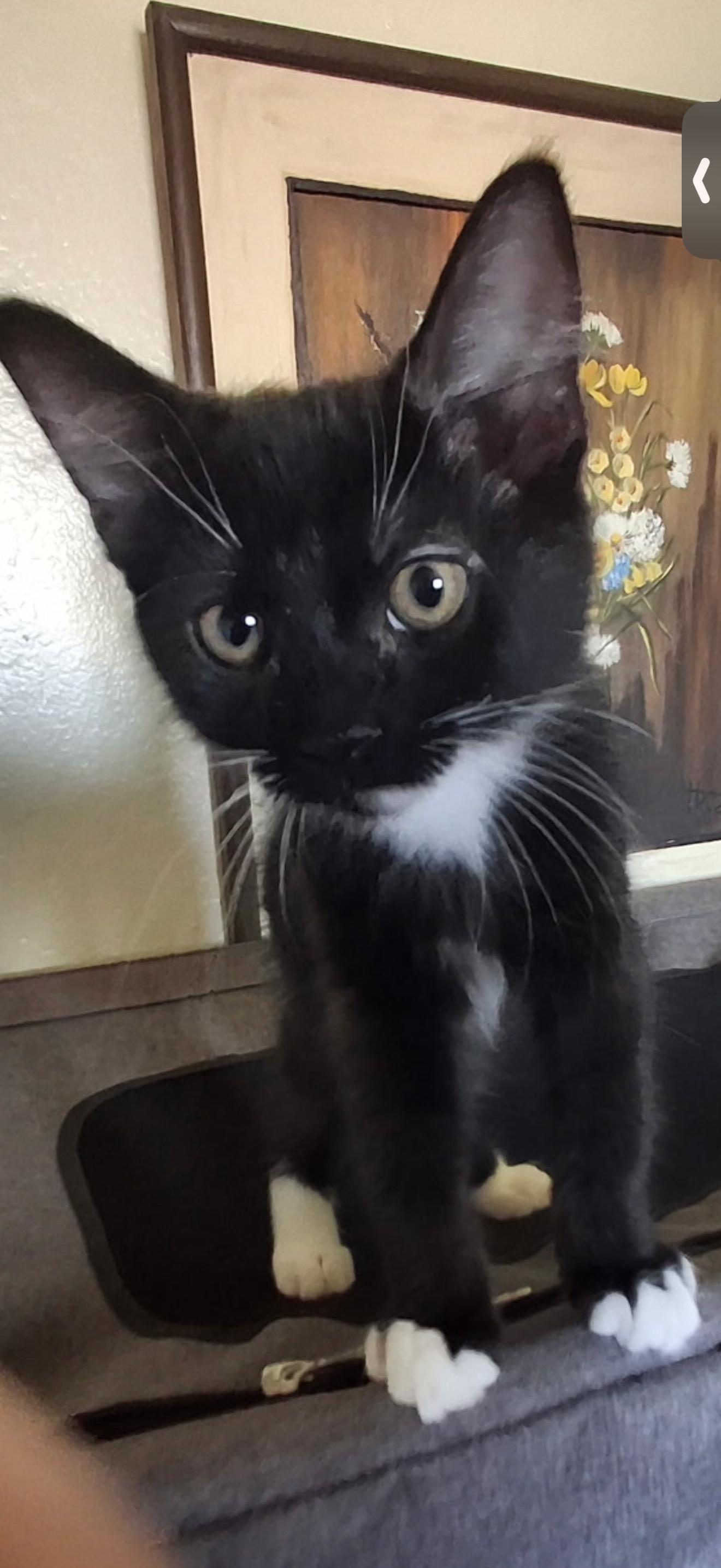 Enlarge Riley, a Adoptable Domestic Short Hair in Visalia, CA image 1/1