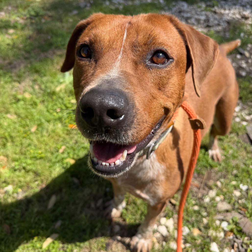 Copper, a Adoptable mixed breed in Springboro, OH image 1/3