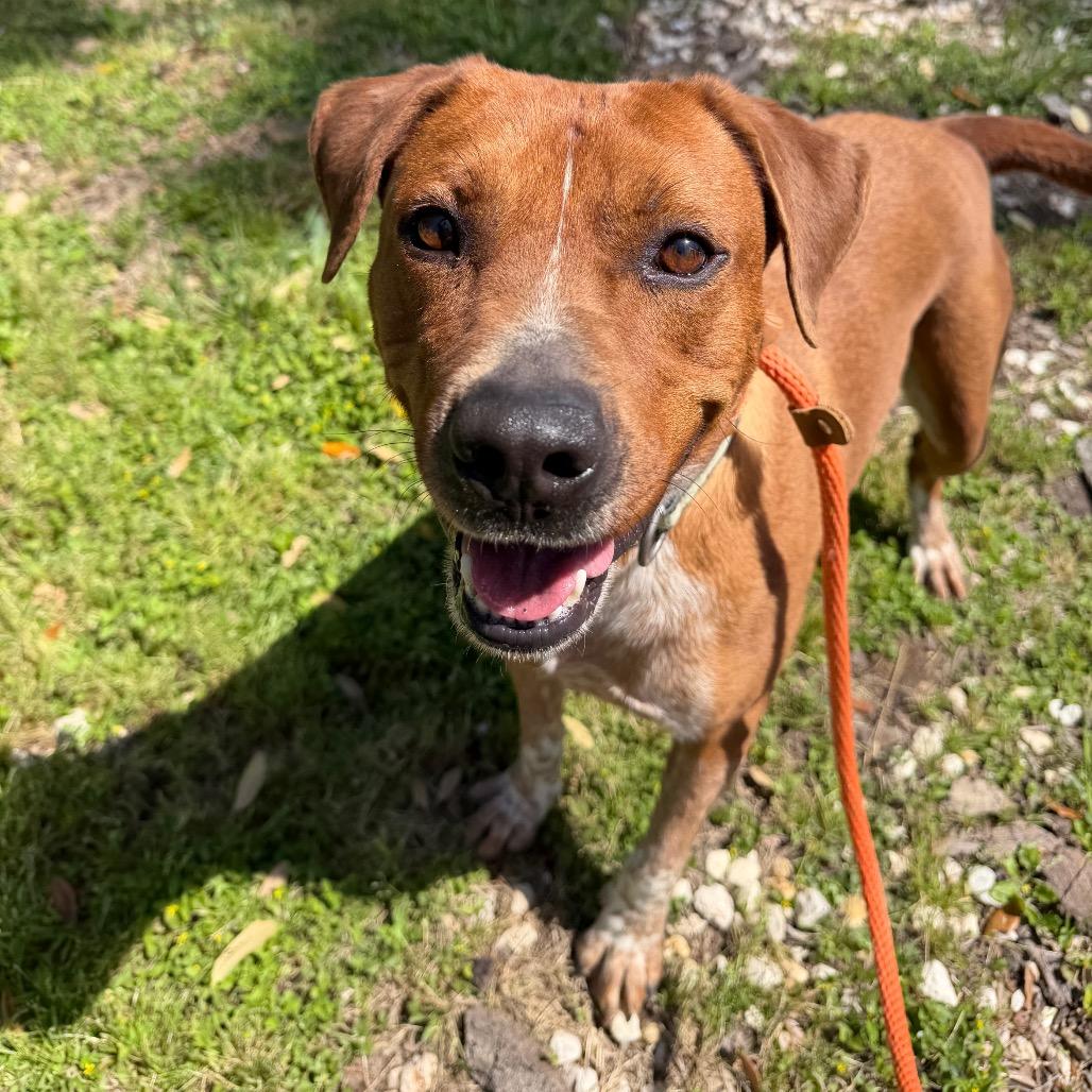 Copper, a Adoptable mixed breed in Springboro, OH image 2/3