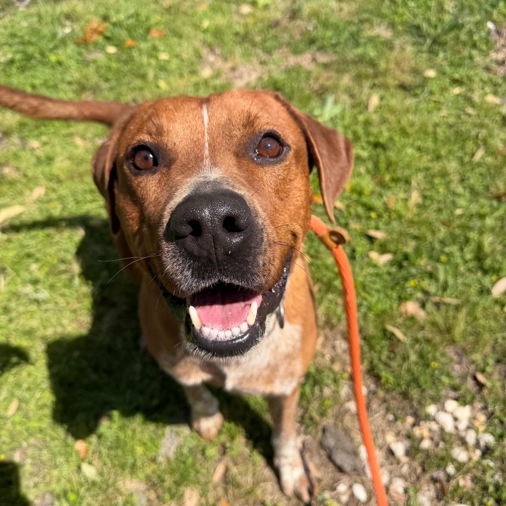 Copper, a Adoptable mixed breed in Springboro, OH image 3/3