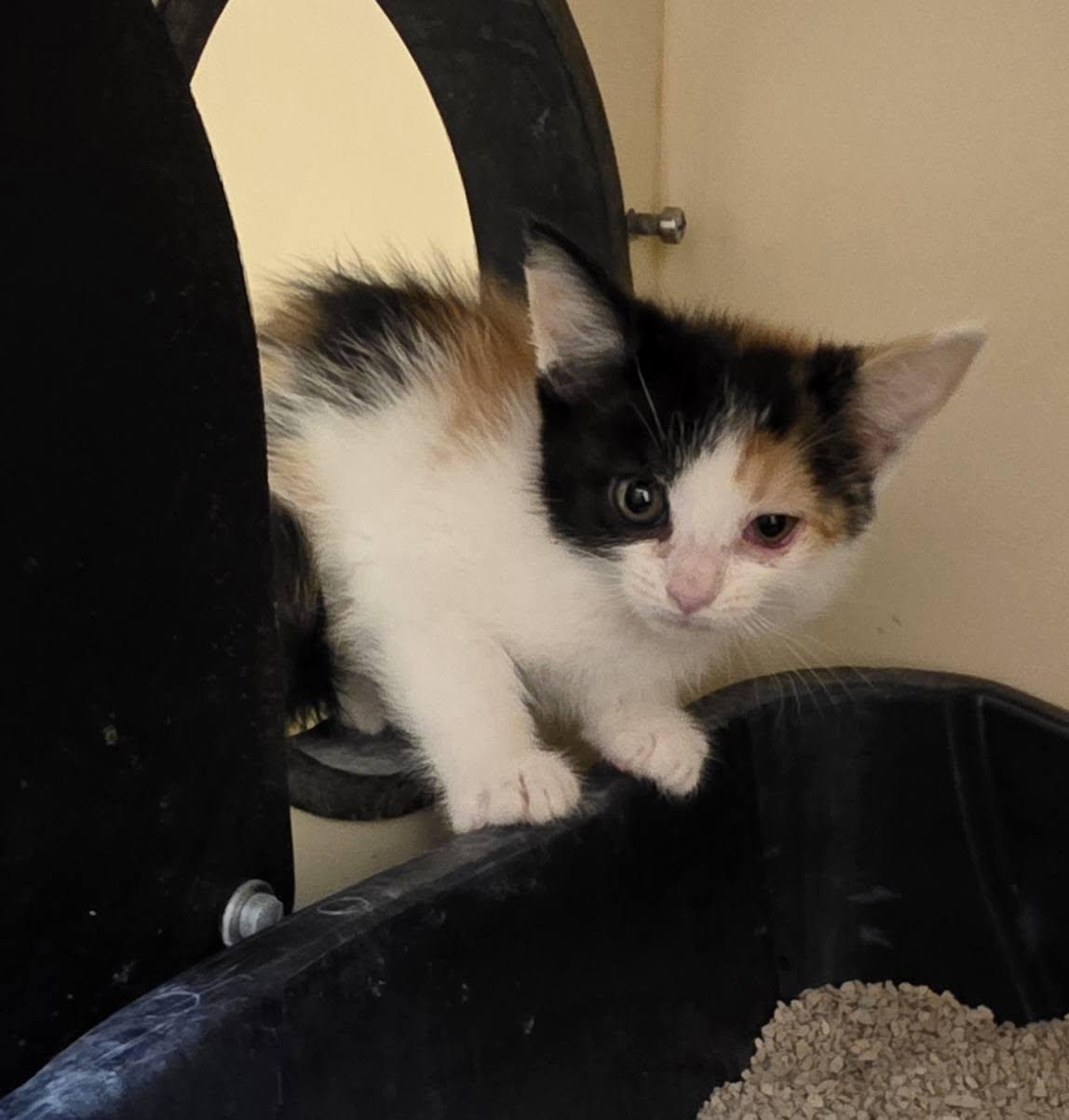 Enlarge 26-98A, a ADOPTABLE Domestic Medium Hair in Ridgecrest, CA image 1/1