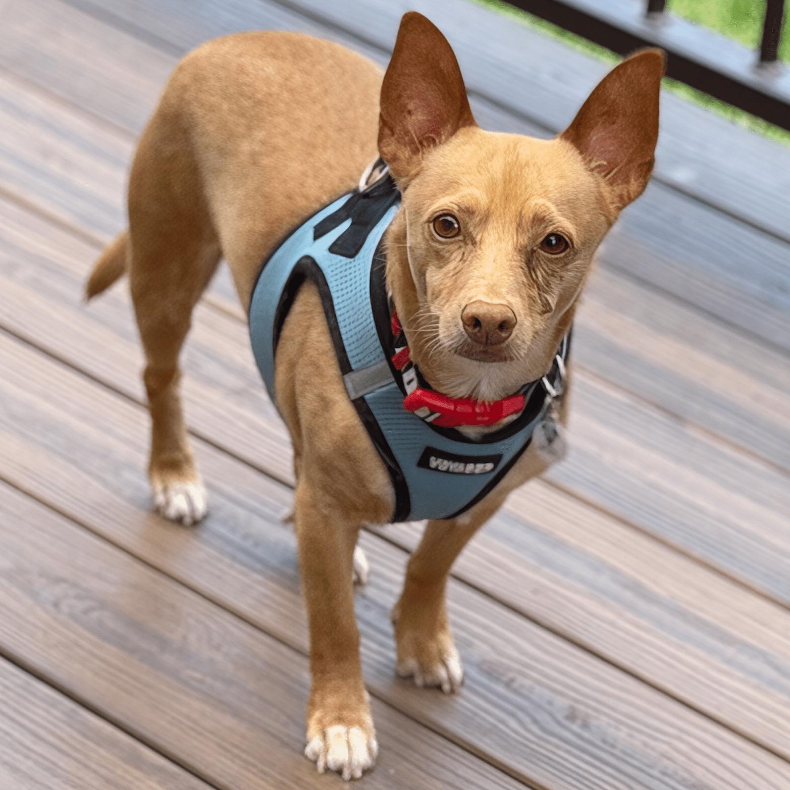 Wilbur, a ADOPTABLE mixed breed in Mead, CO image 3/5