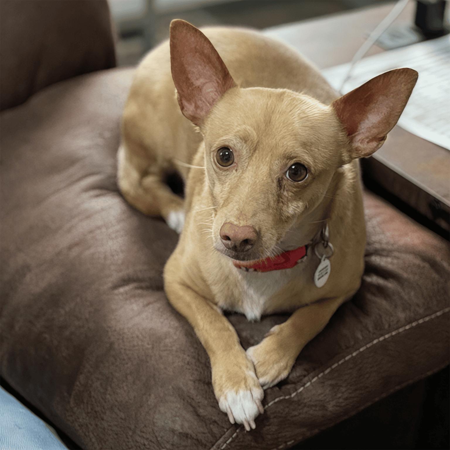 Wilbur, a ADOPTABLE mixed breed in Mead, CO image 1/5